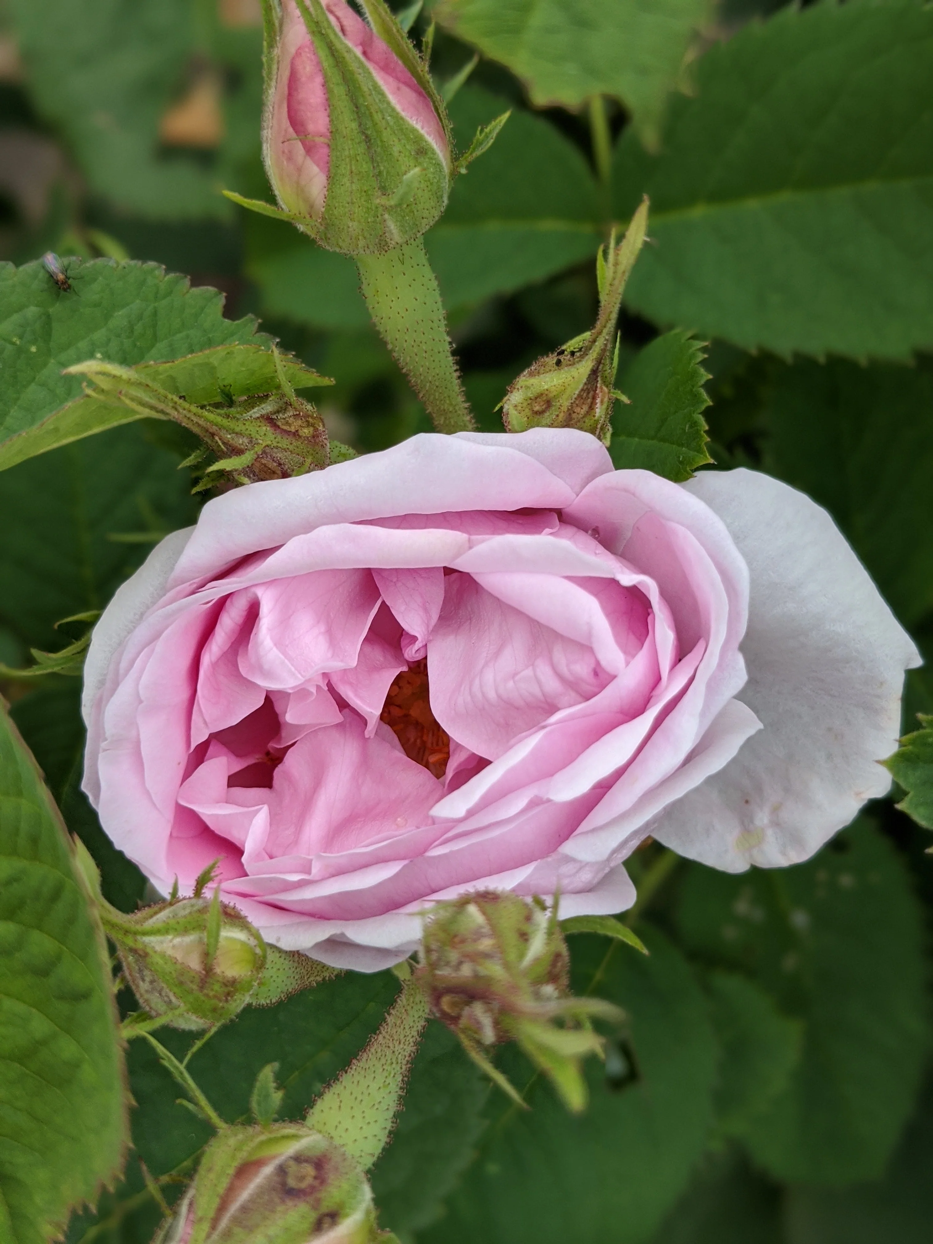 Damask Rose Enfleurage. - Image 79