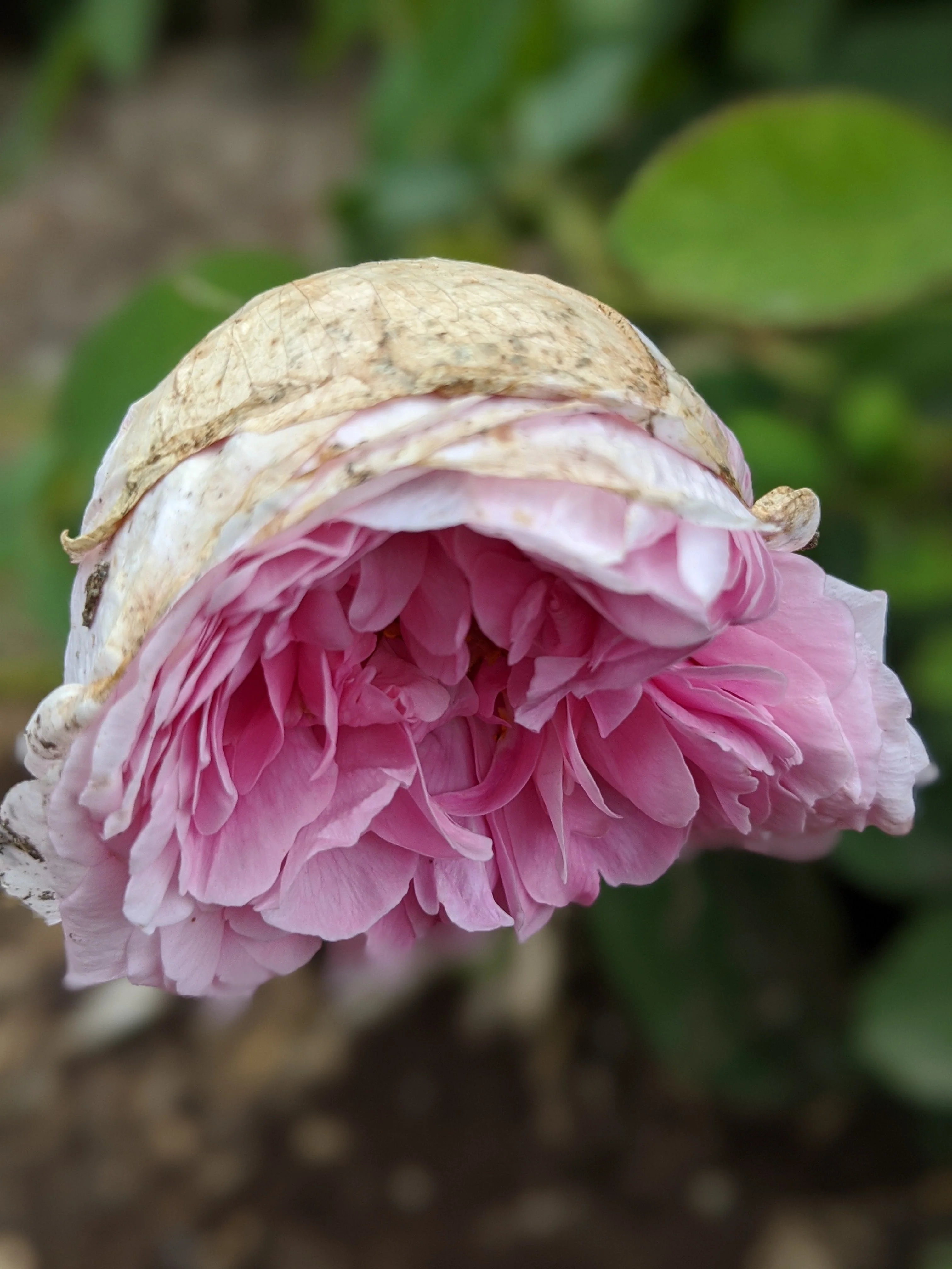 Damask Rose Enfleurage. - Image 8
