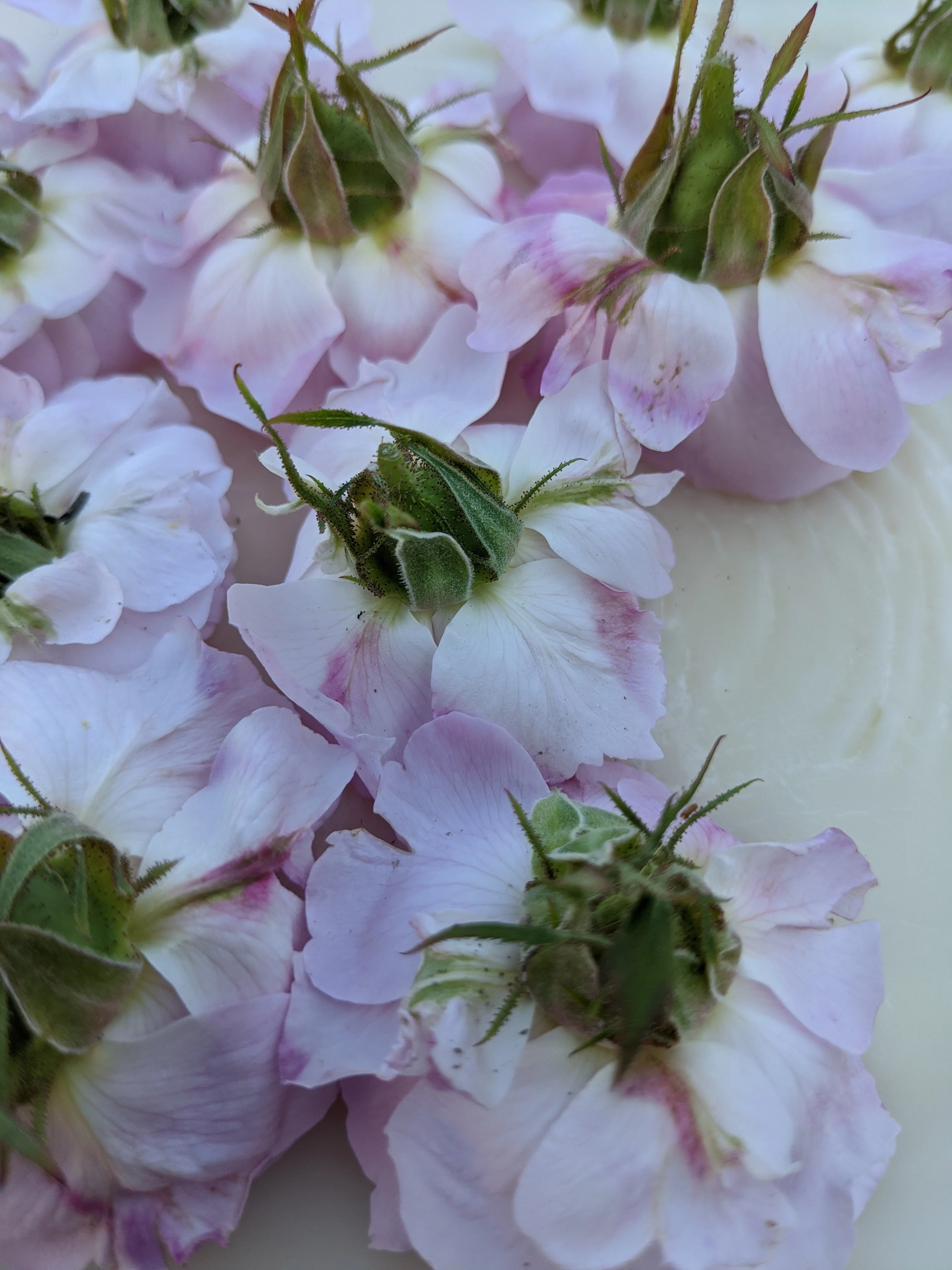 Damask Rose Enfleurage. - Image 80