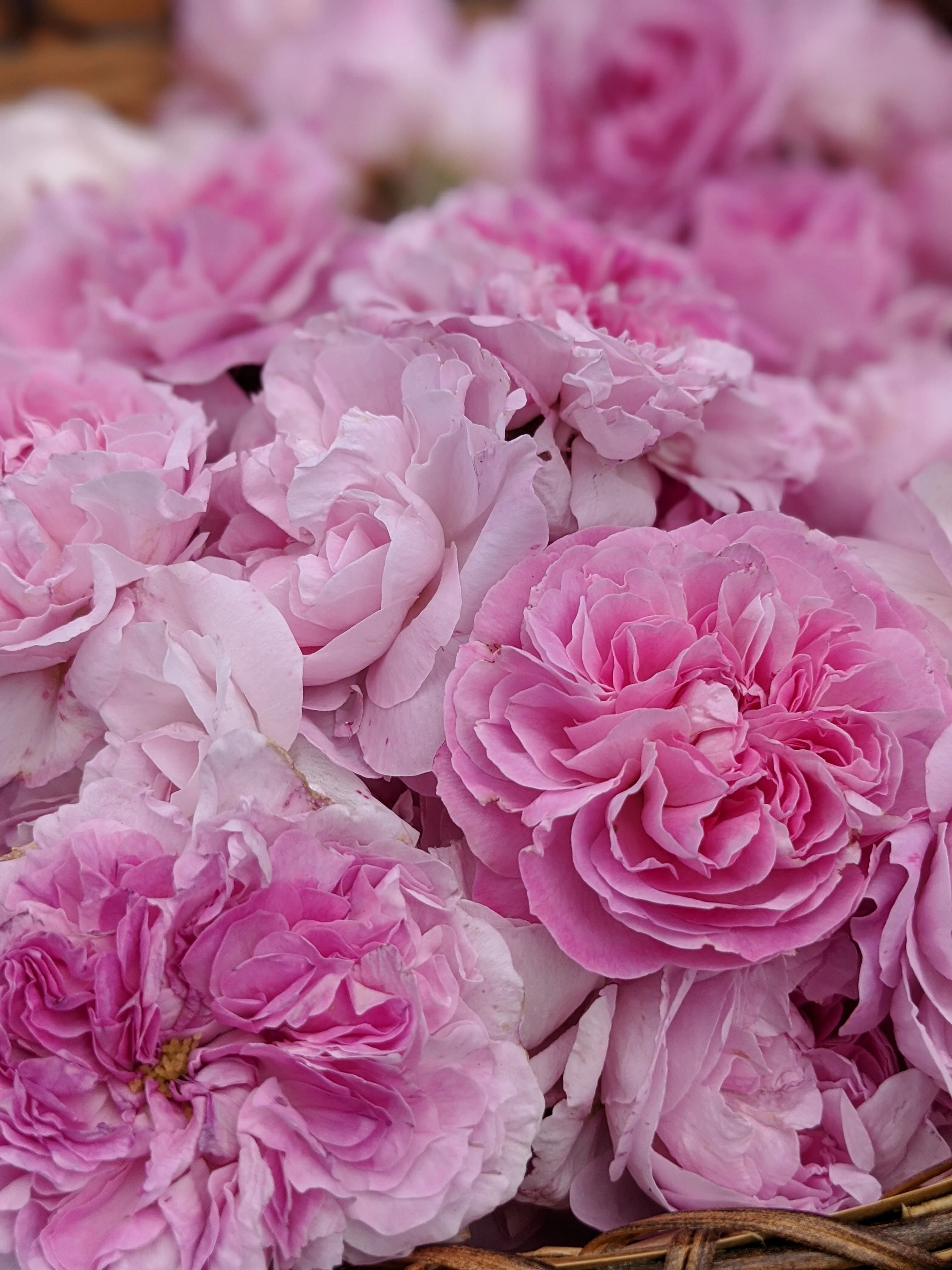 Damask Rose Enfleurage. - Image 81