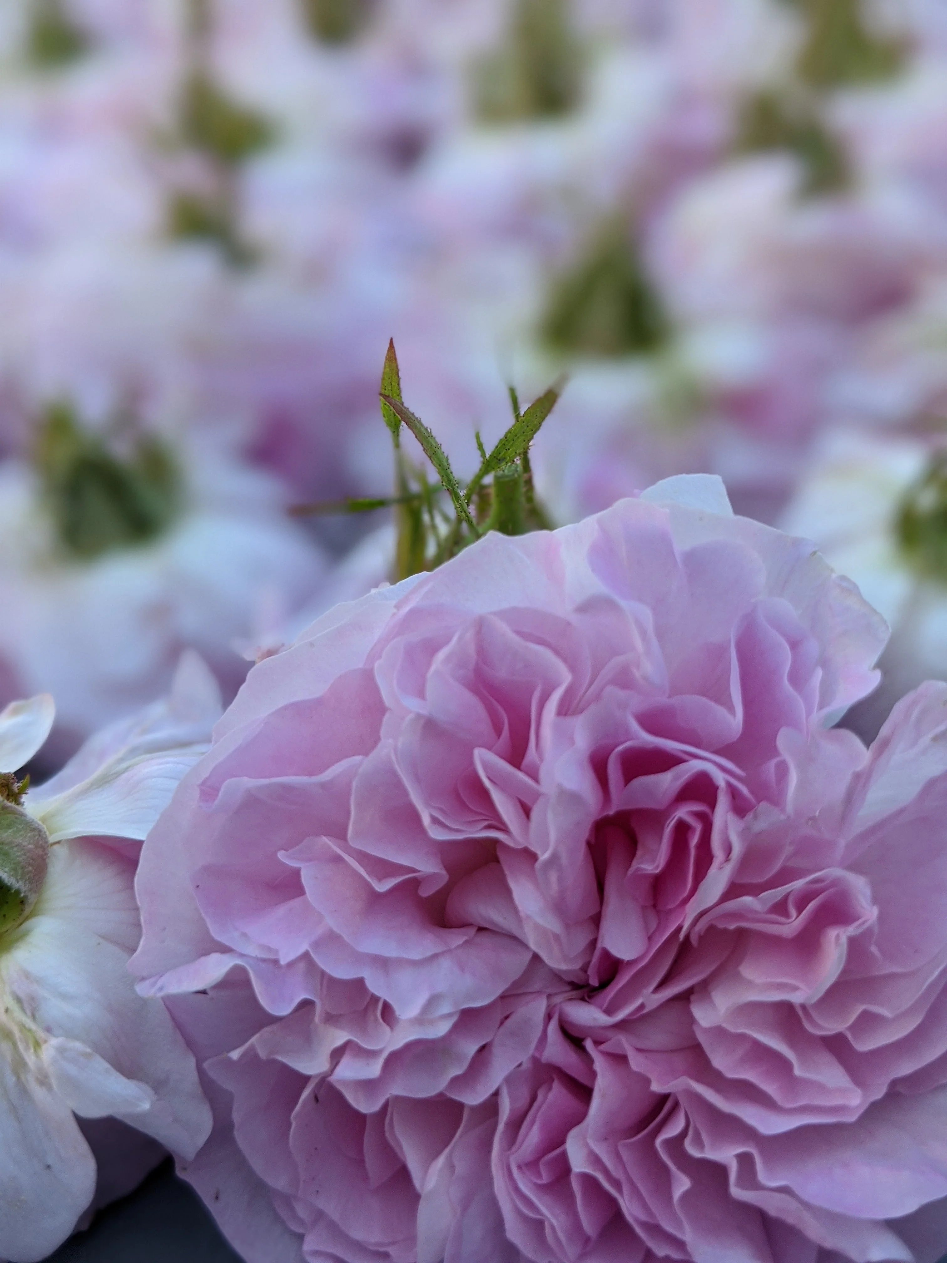 Damask Rose Enfleurage. - Image 82