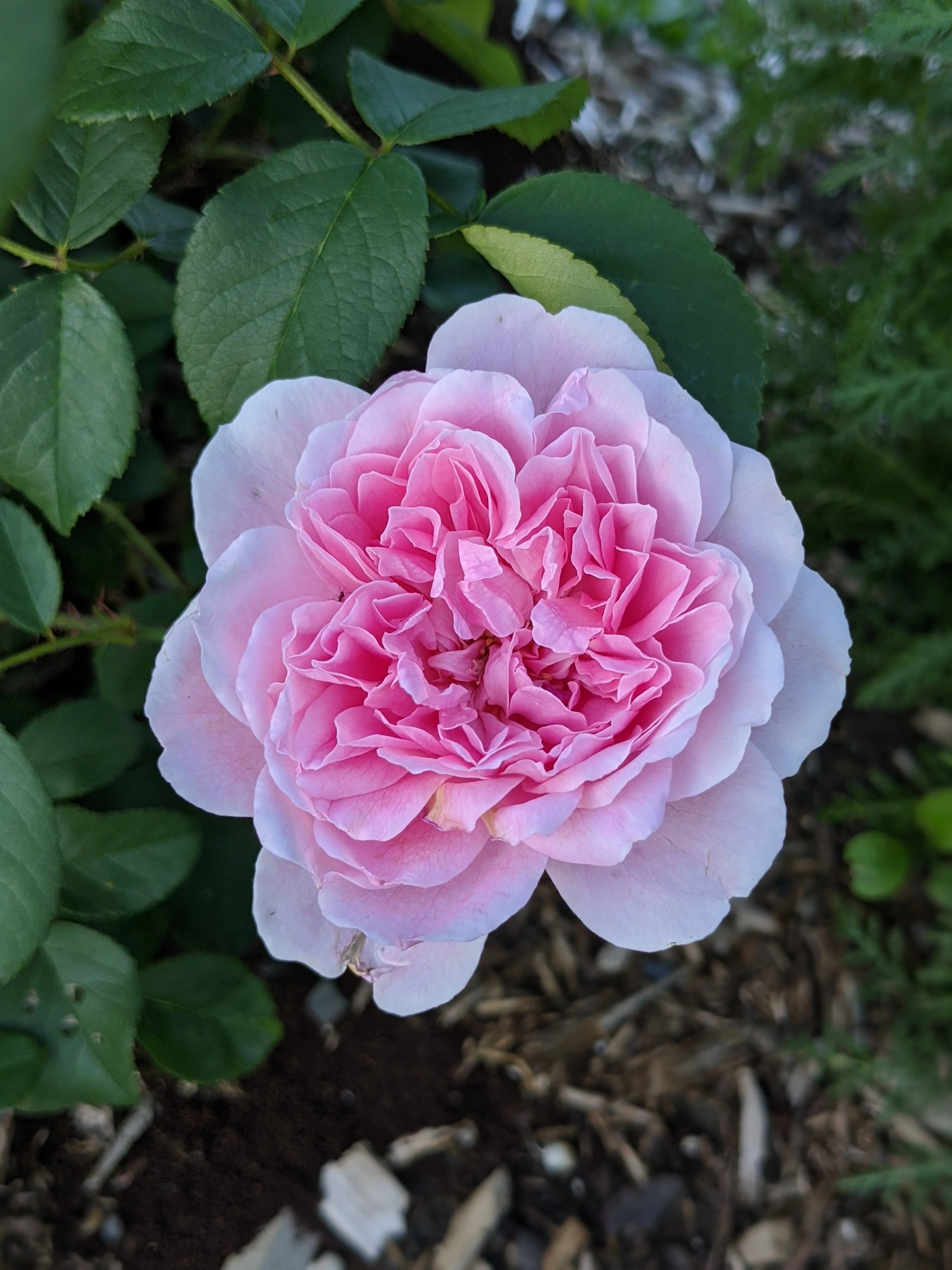 Damask Rose Enfleurage. - Image 83