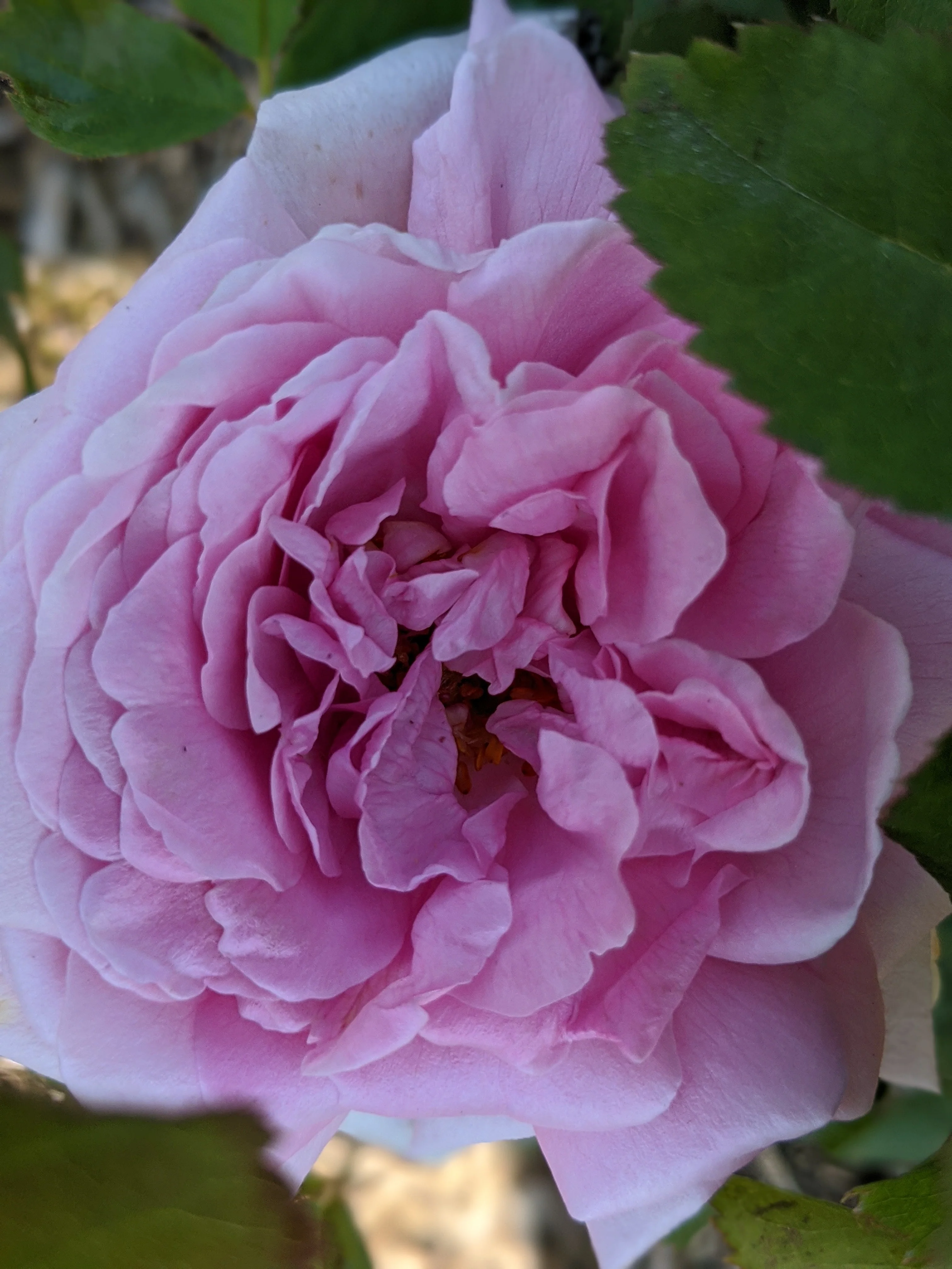 Damask Rose Enfleurage. - Image 85