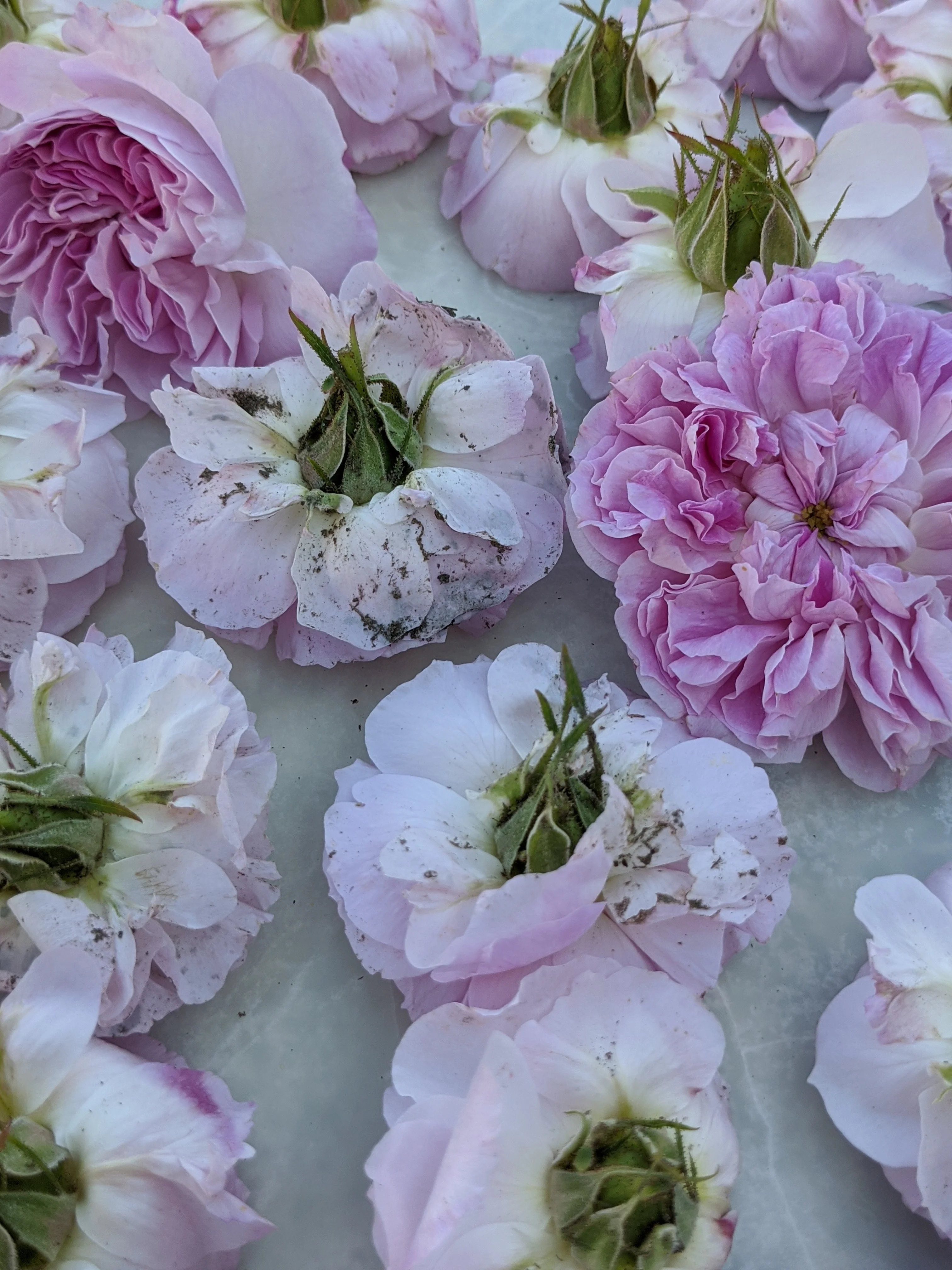 Damask Rose Enfleurage. - Image 86