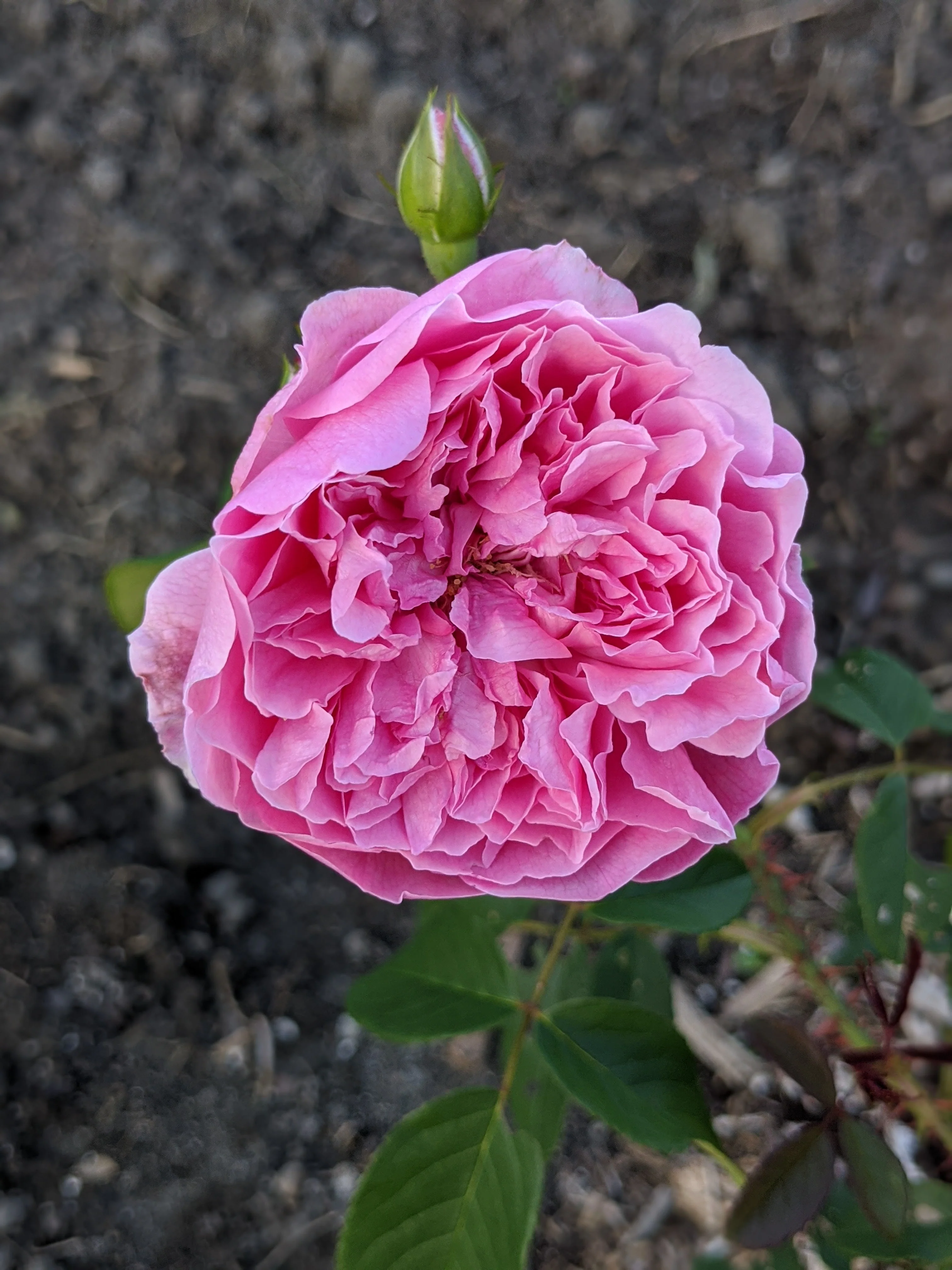 Damask Rose Enfleurage. - Image 87