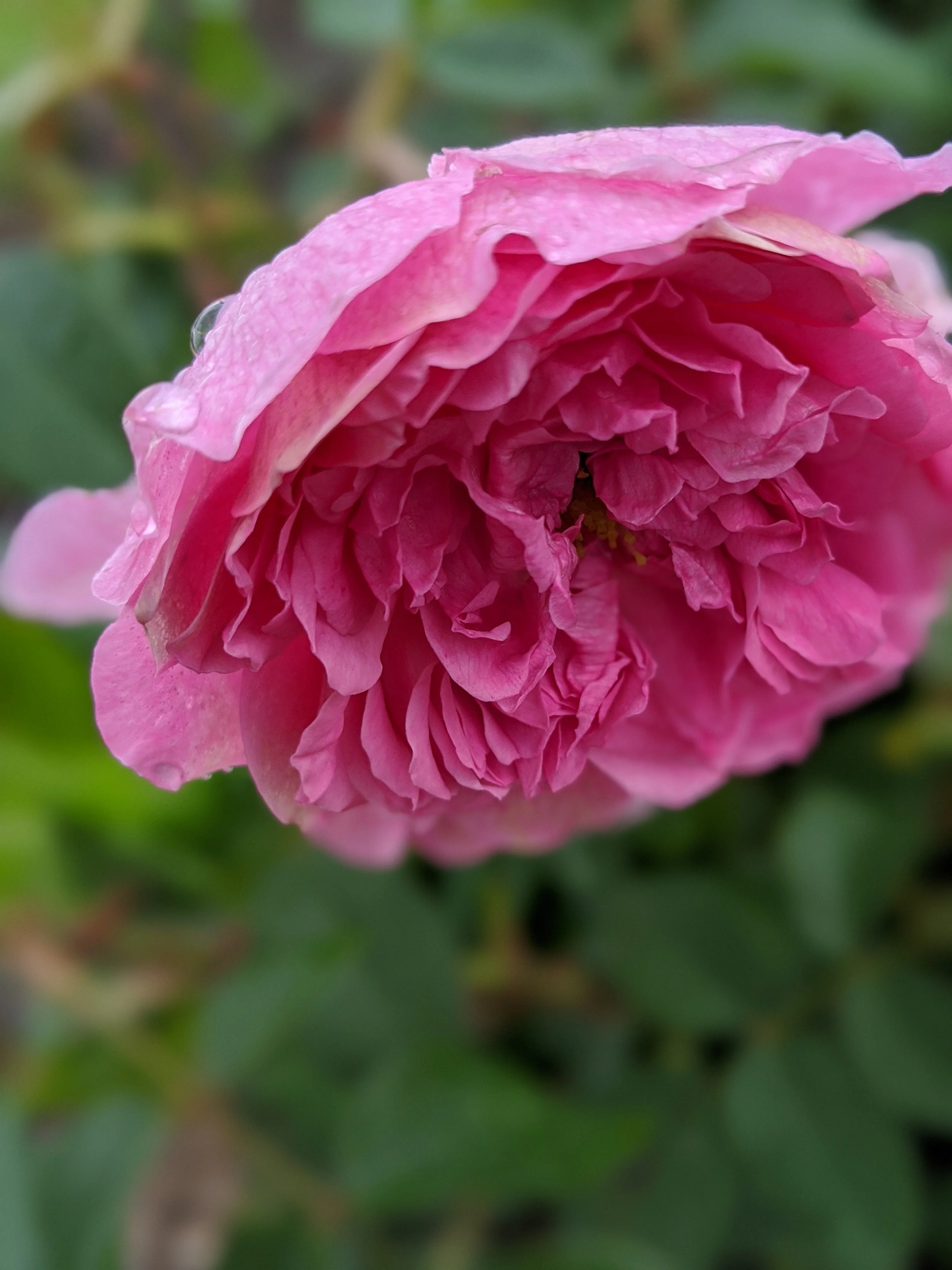 Damask Rose Enfleurage. - Image 89