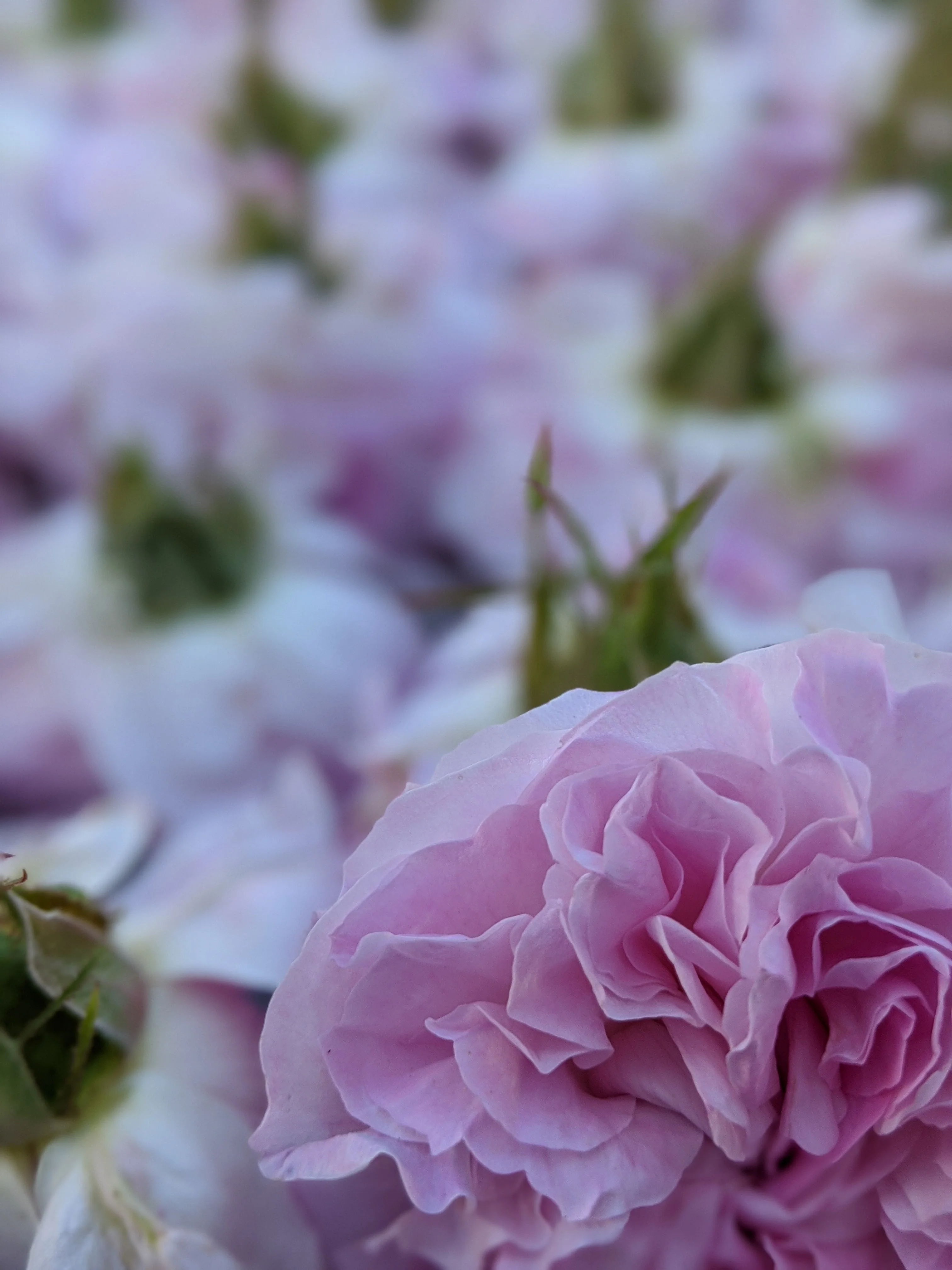 Damask Rose Enfleurage. - Image 9
