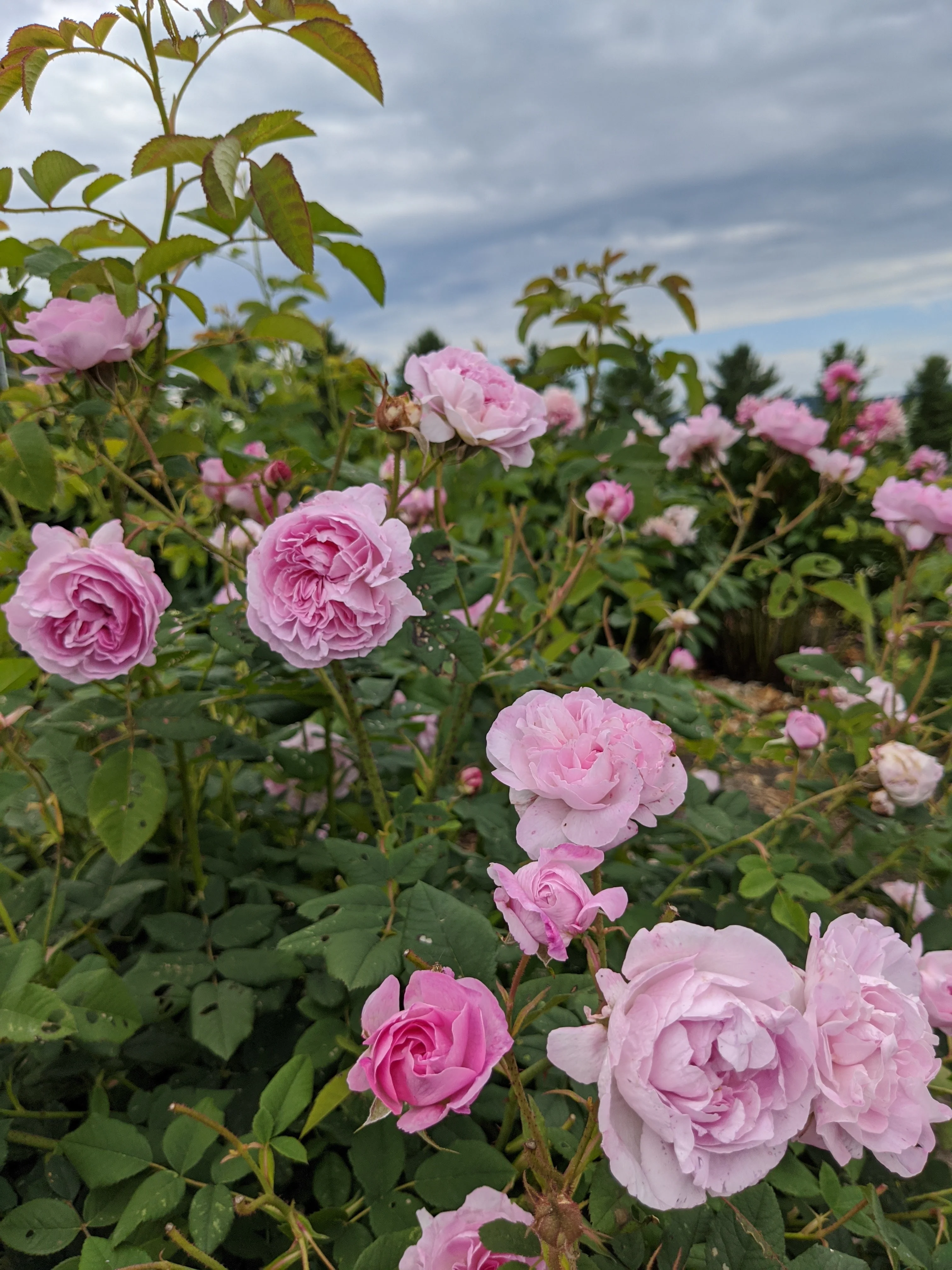 Damask Rose Enfleurage. - Image 90