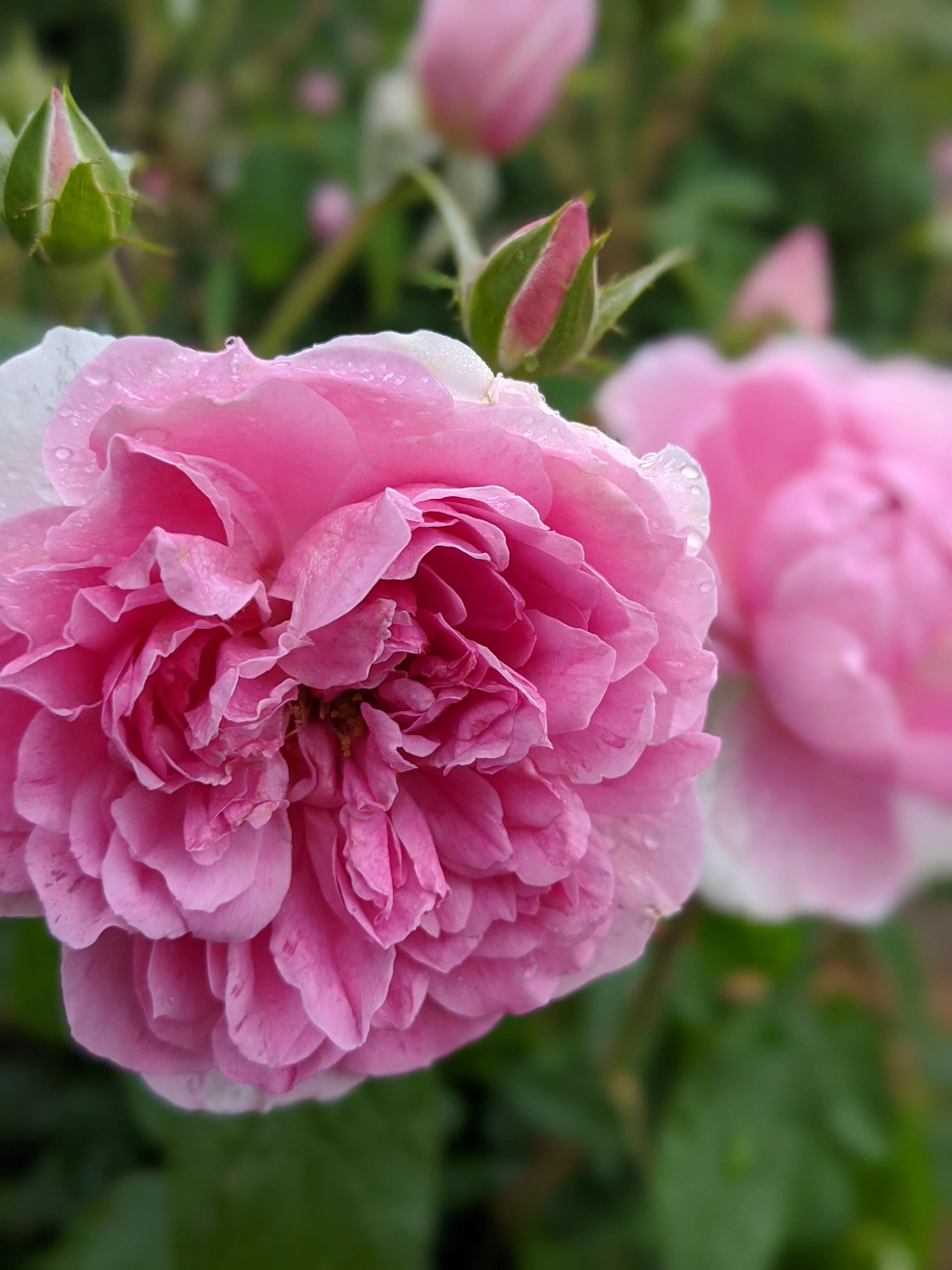 Damask Rose Enfleurage. - Image 91