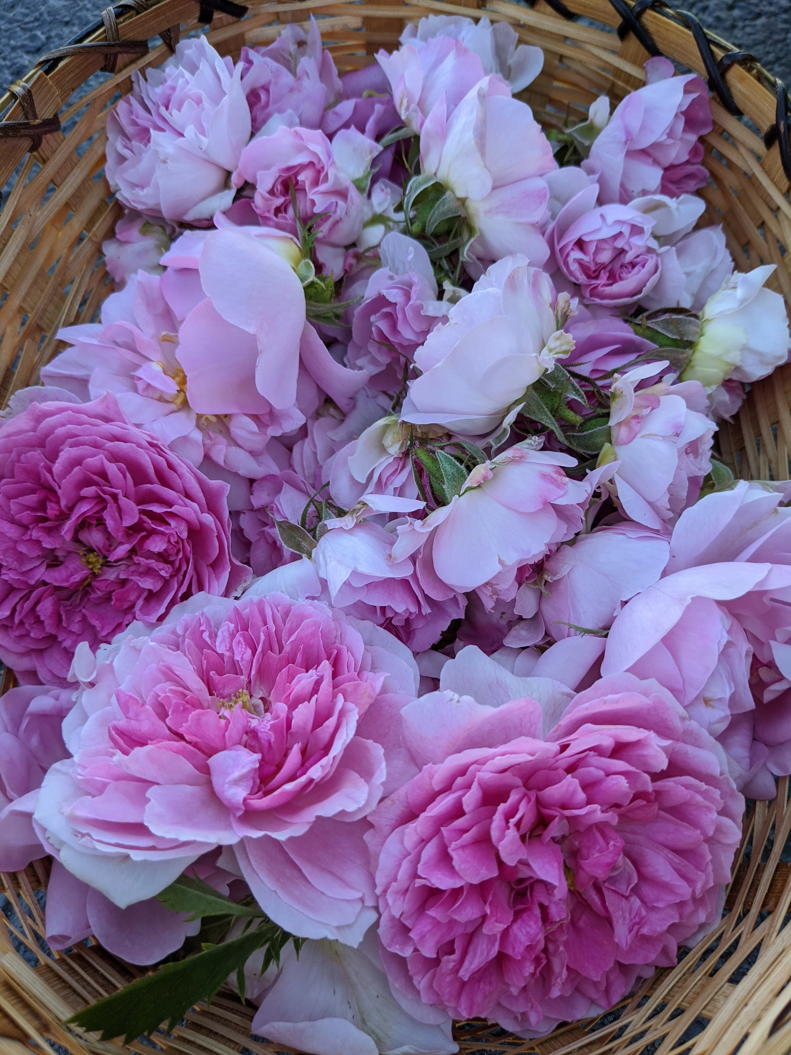 Damask Rose Enfleurage. - Image 92