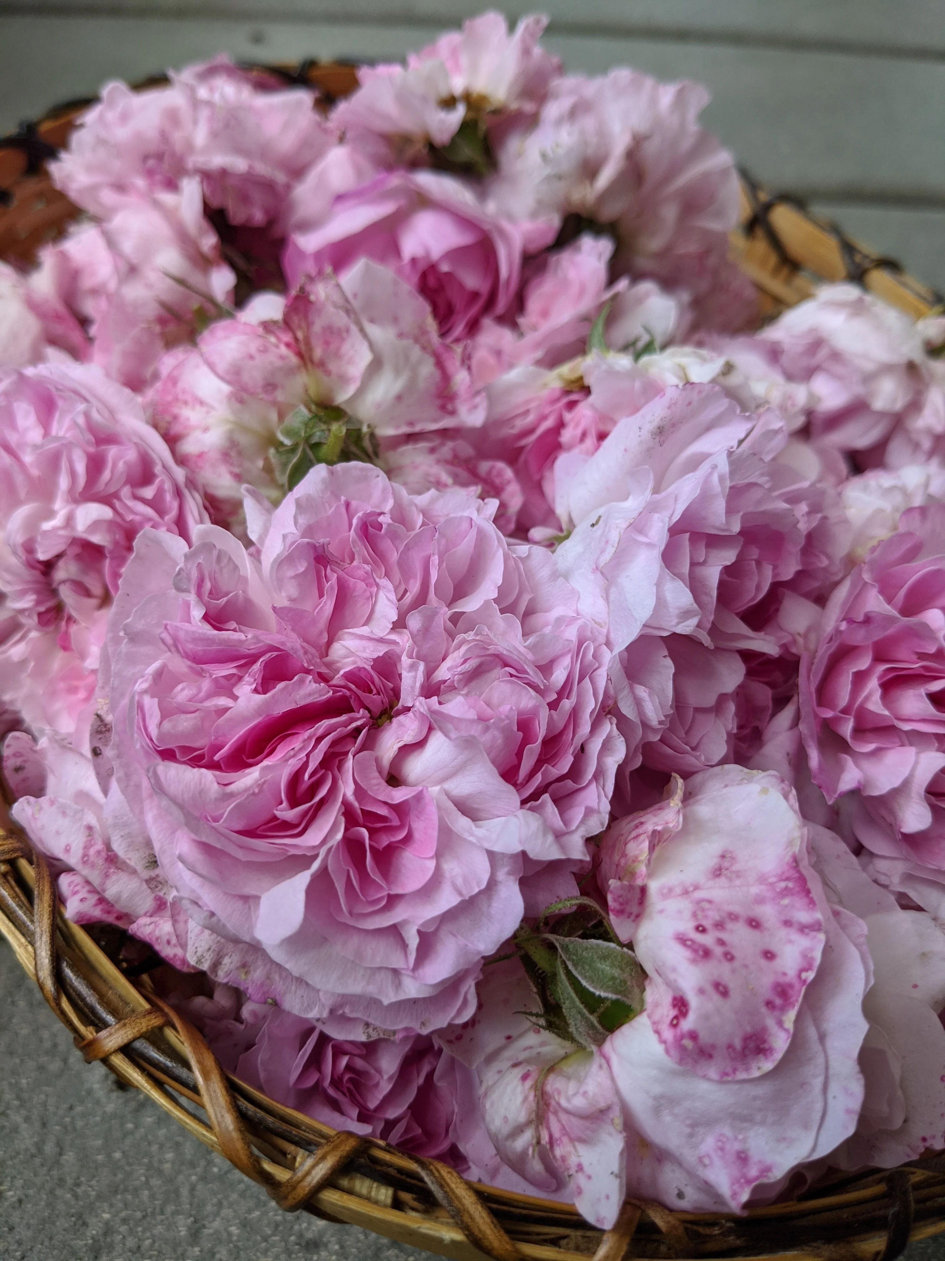 Damask Rose Enfleurage. - Image 93