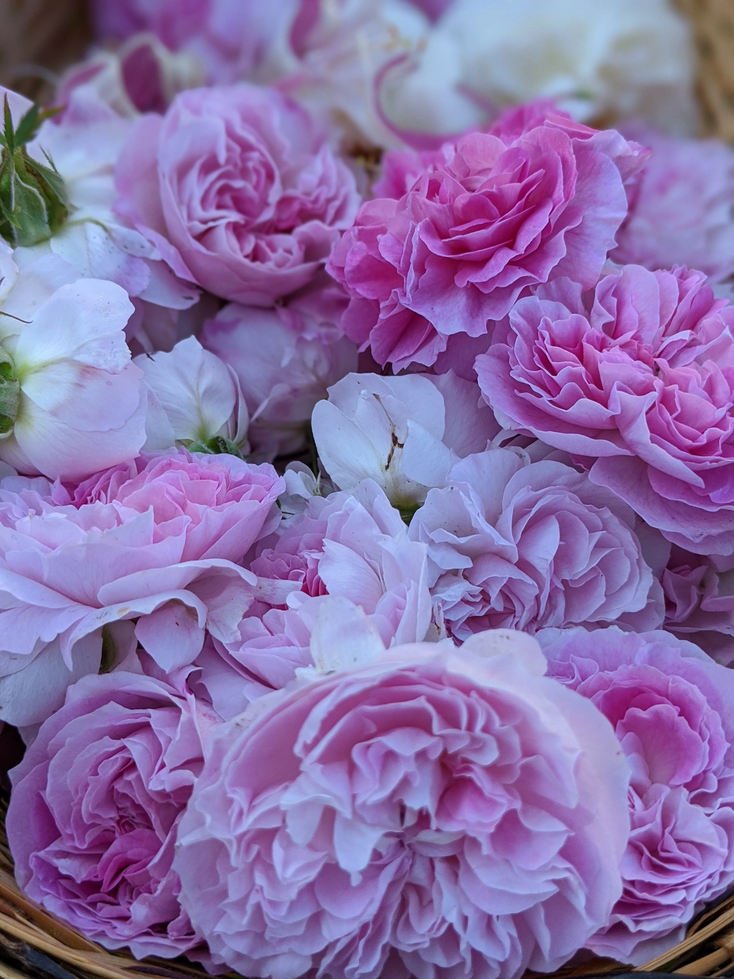 Damask Rose Enfleurage. - Image 95