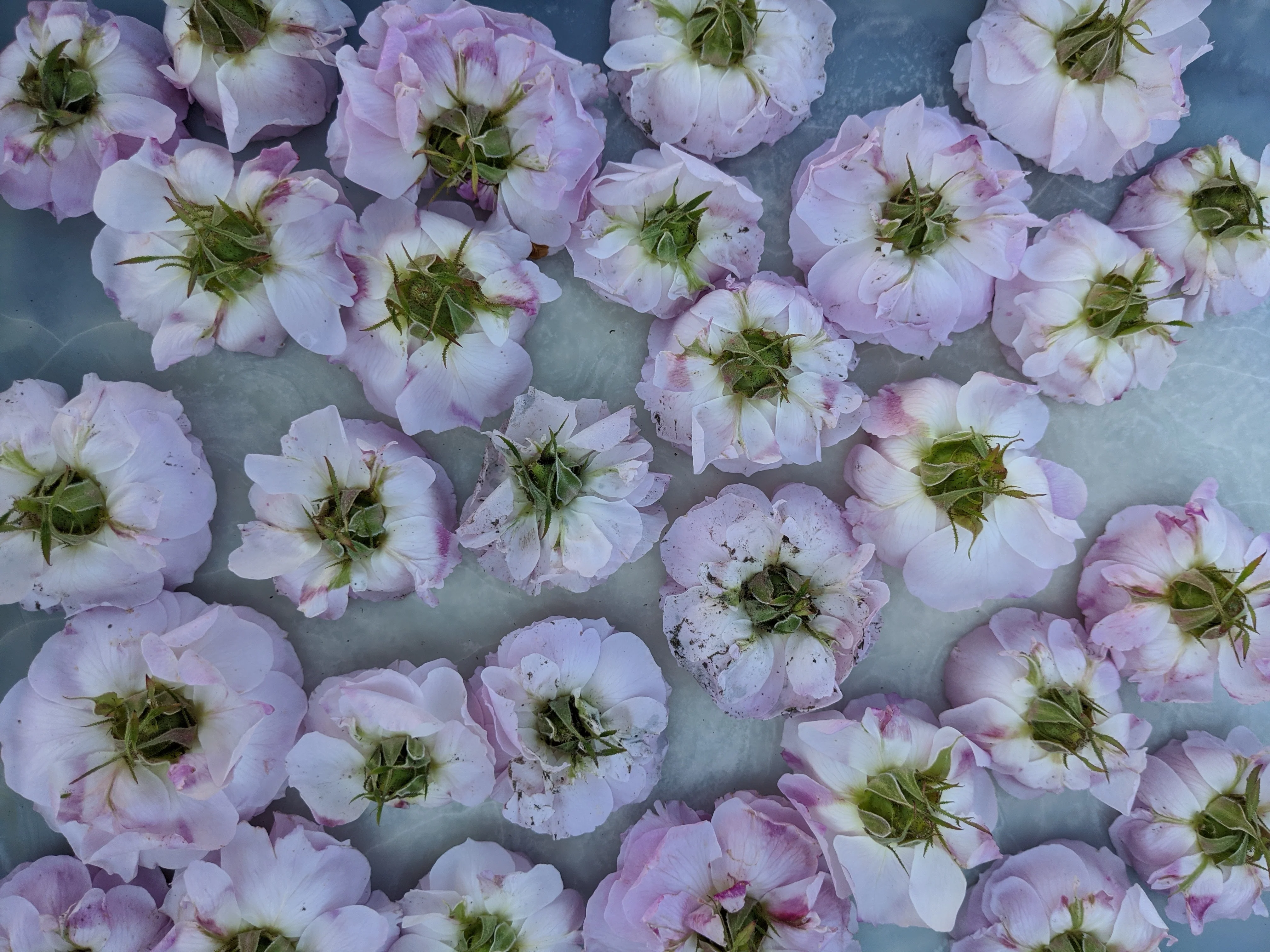 Damask Rose Enfleurage. - Image 96