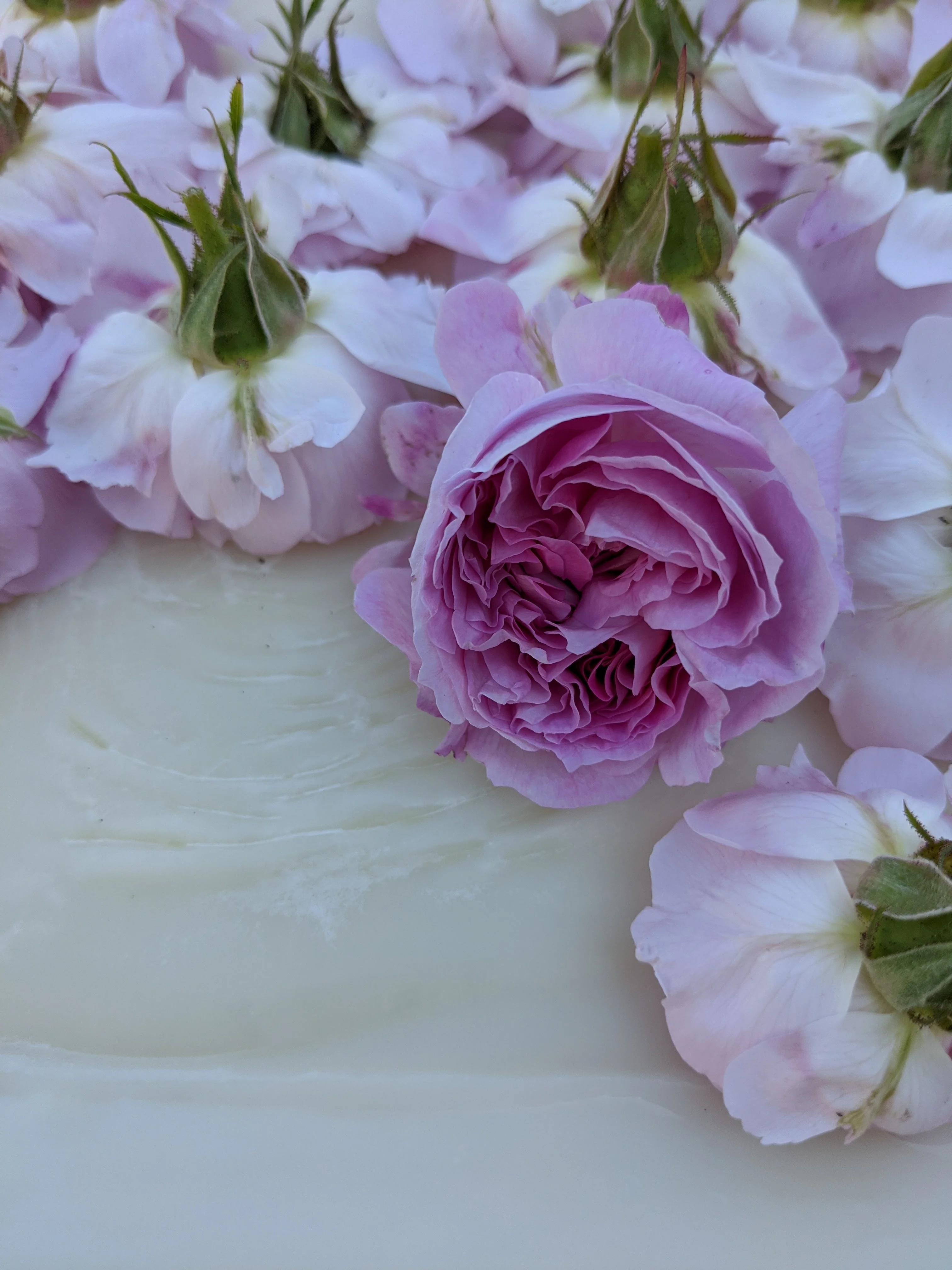 Damask Rose Enfleurage. - Image 98