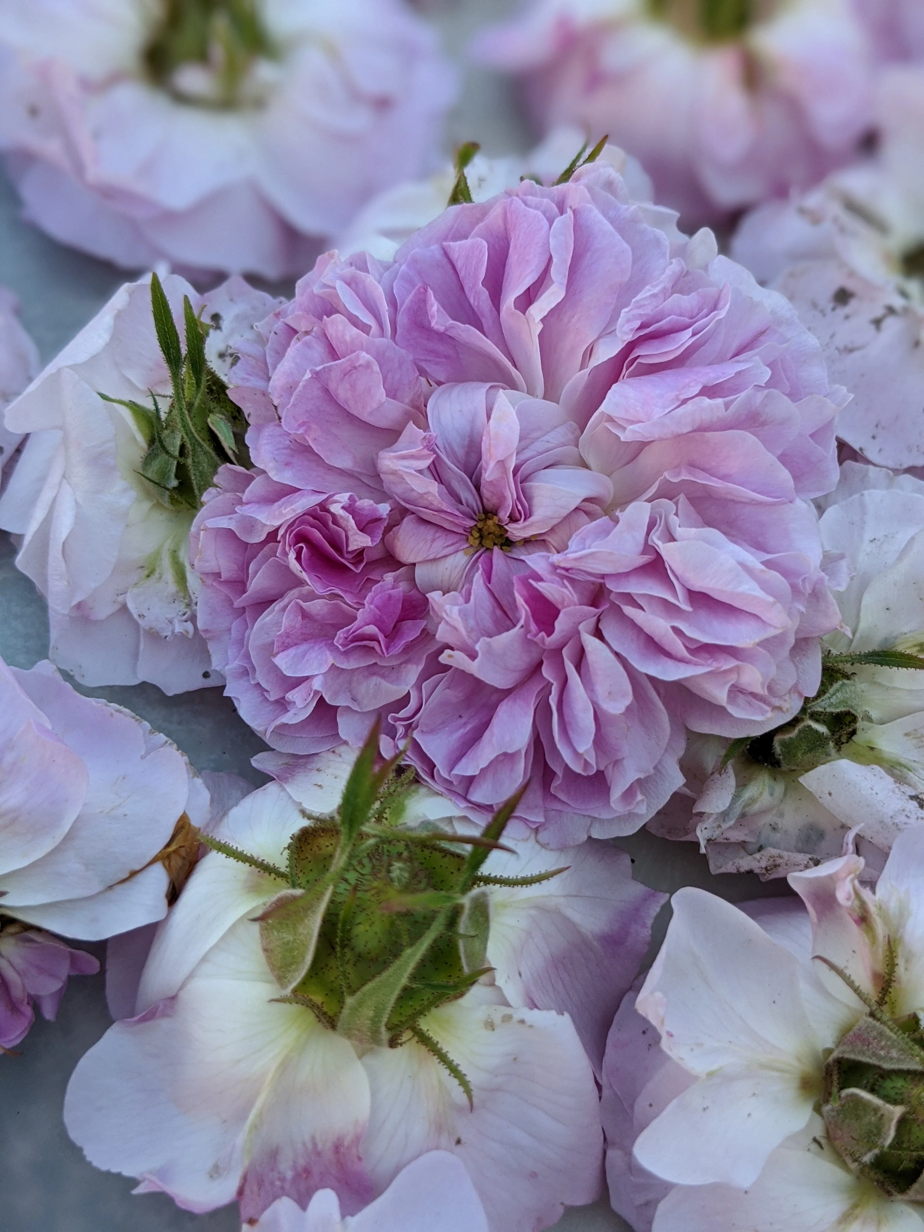 Damask Rose Enfleurage. - Image 99