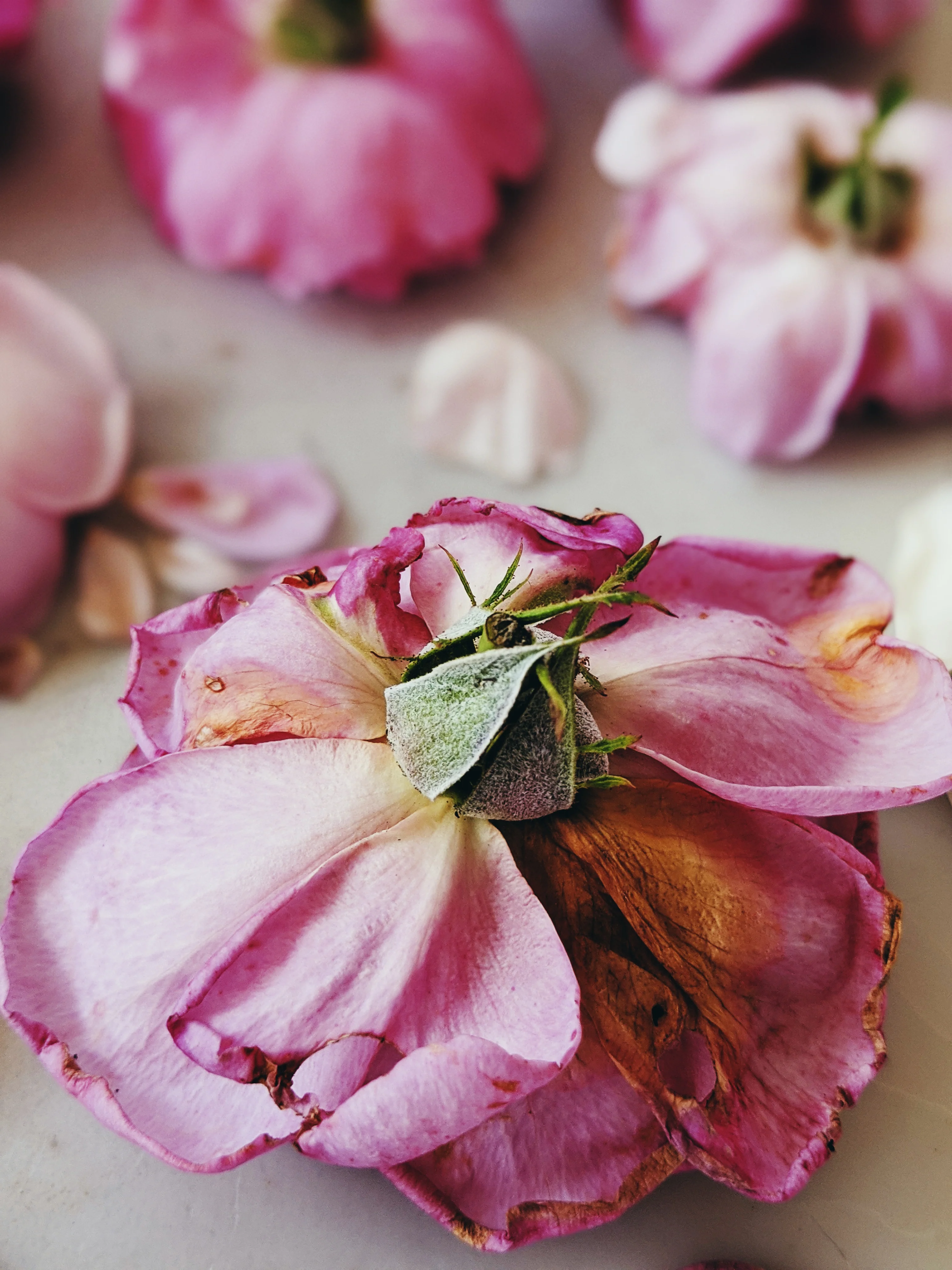 Empress ♀ natural tarot perfume. moroccan incense and agarwood. May 2023 - Image 10