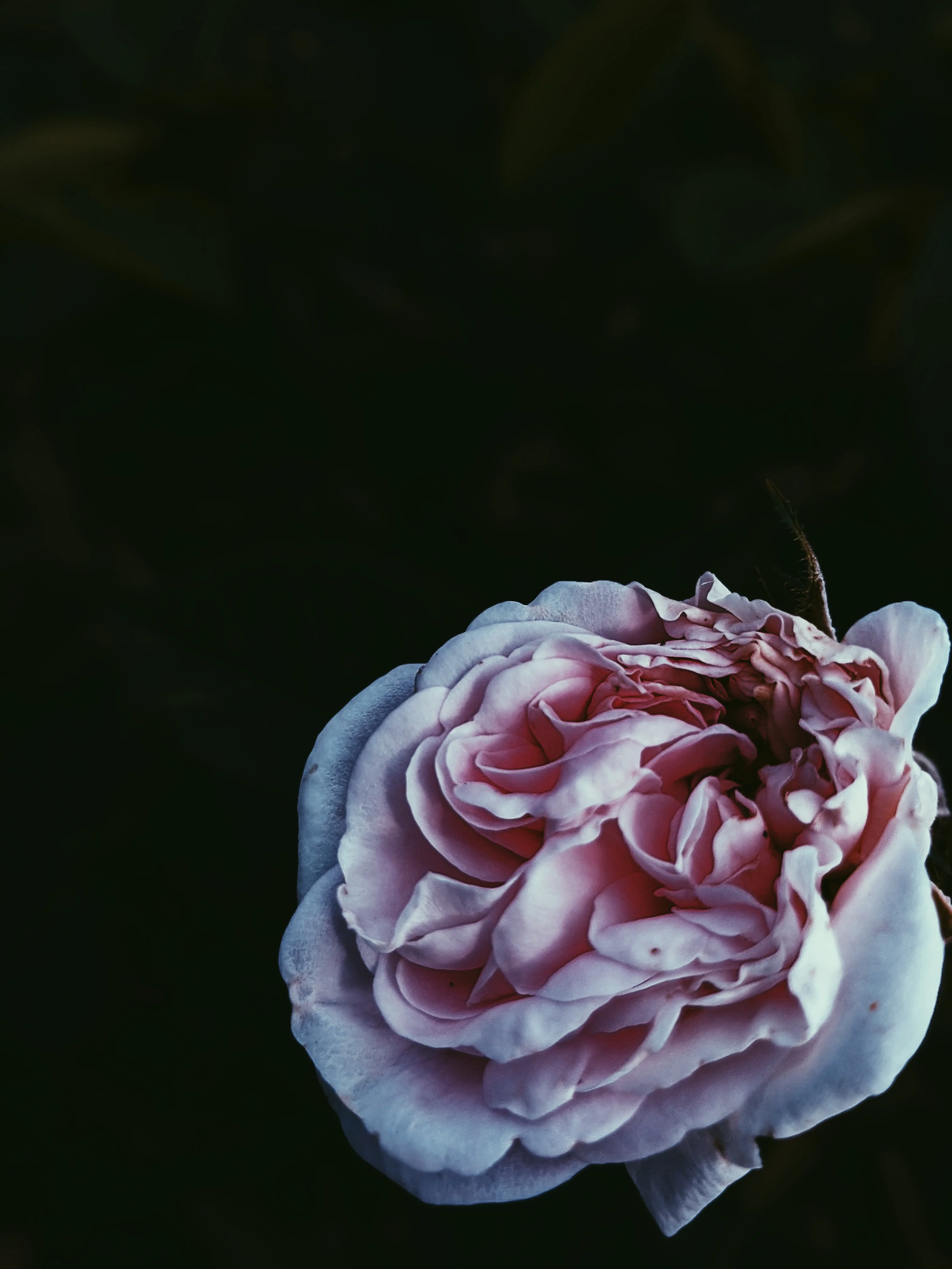 Empress ♀ natural tarot perfume. moroccan incense and agarwood. May 2023 - Image 11