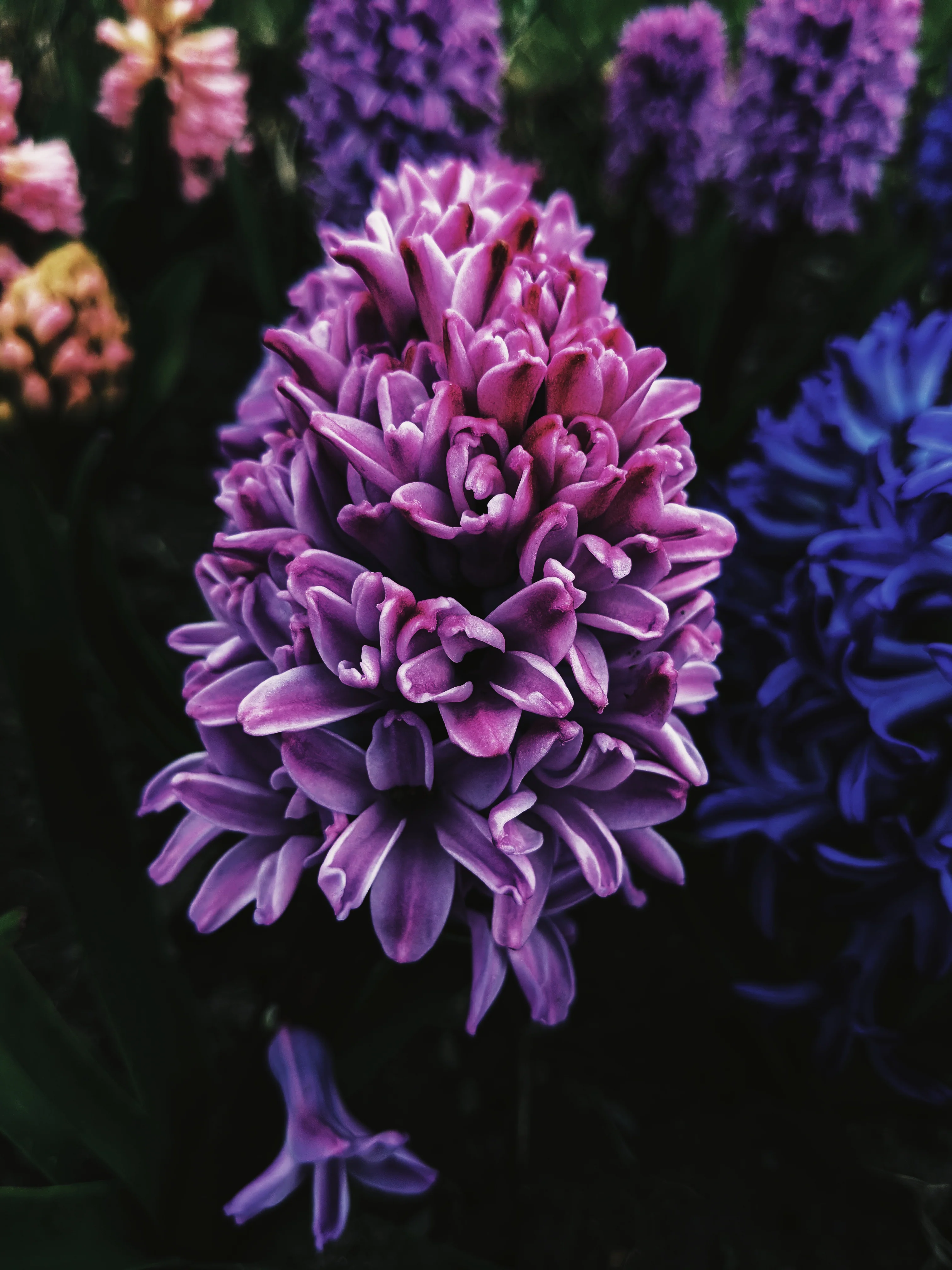 Empress ♀ natural tarot perfume. moroccan incense and agarwood. May 2023 - Image 3