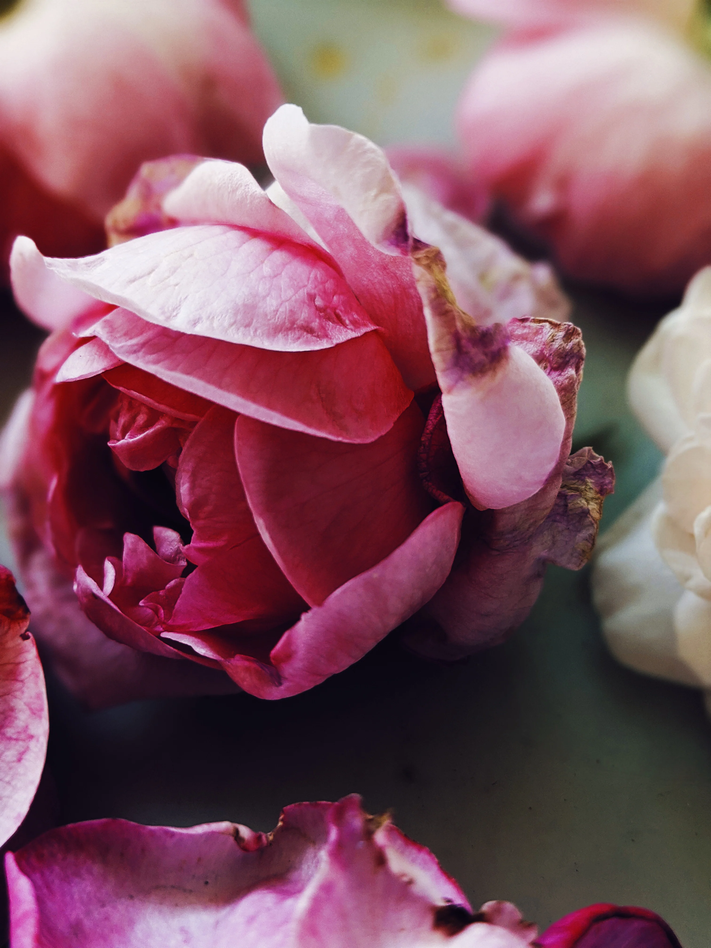 Empress ♀ natural tarot perfume. moroccan incense and agarwood. May 2023 - Image 6