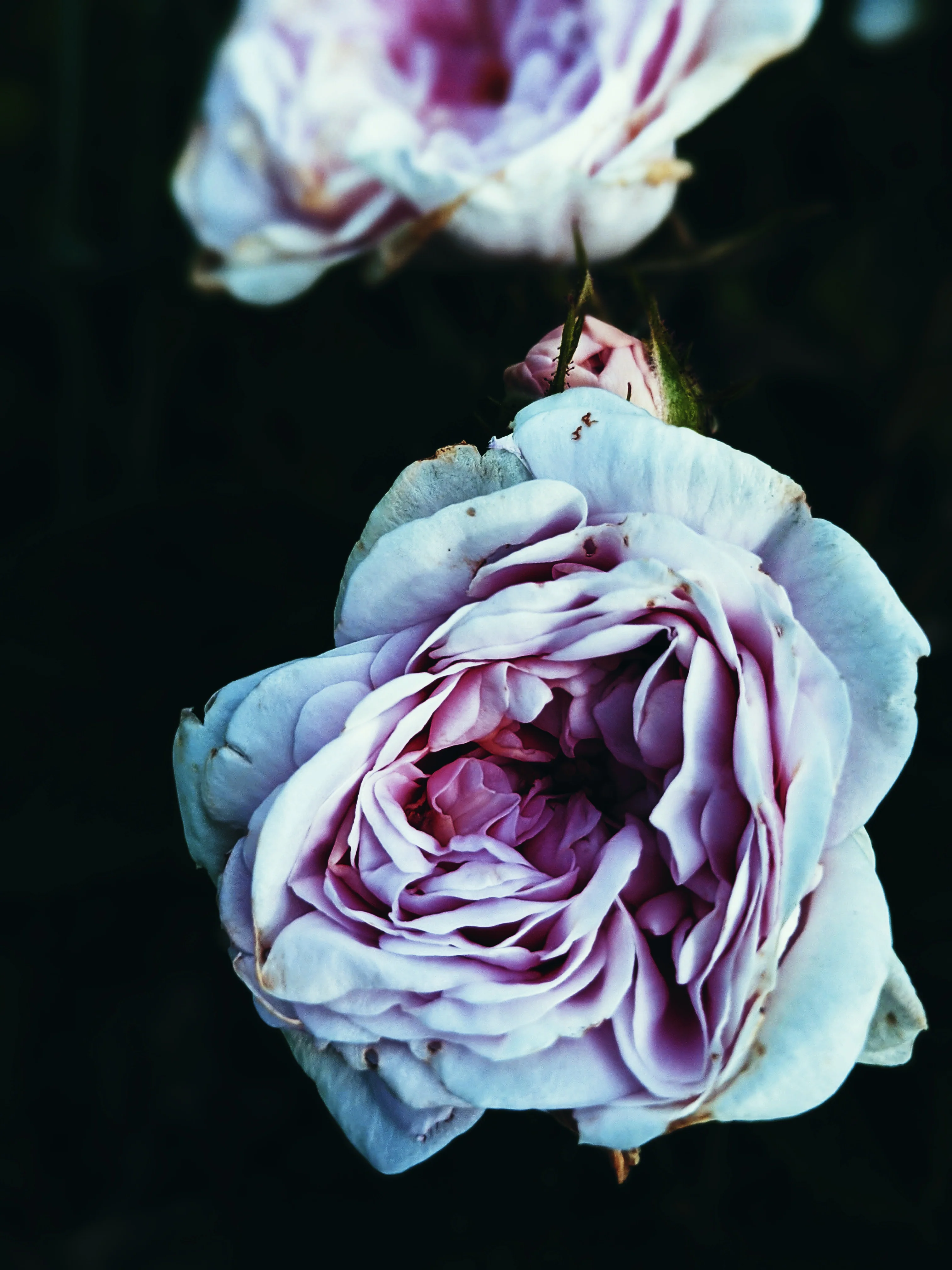 Empress ♀ natural tarot perfume. moroccan incense and agarwood. May 2023 - Image 8