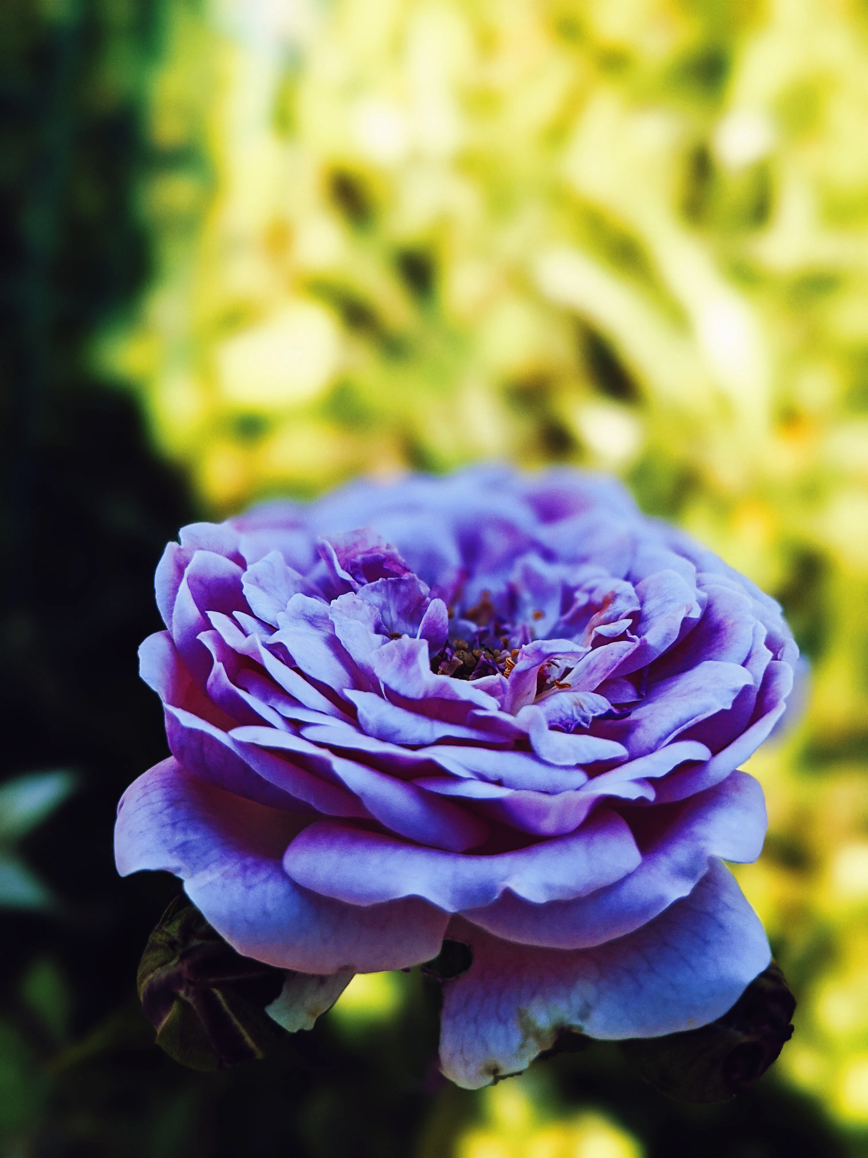 Empress ♀ natural tarot perfume. moroccan incense and agarwood. May 2023 - Image 9