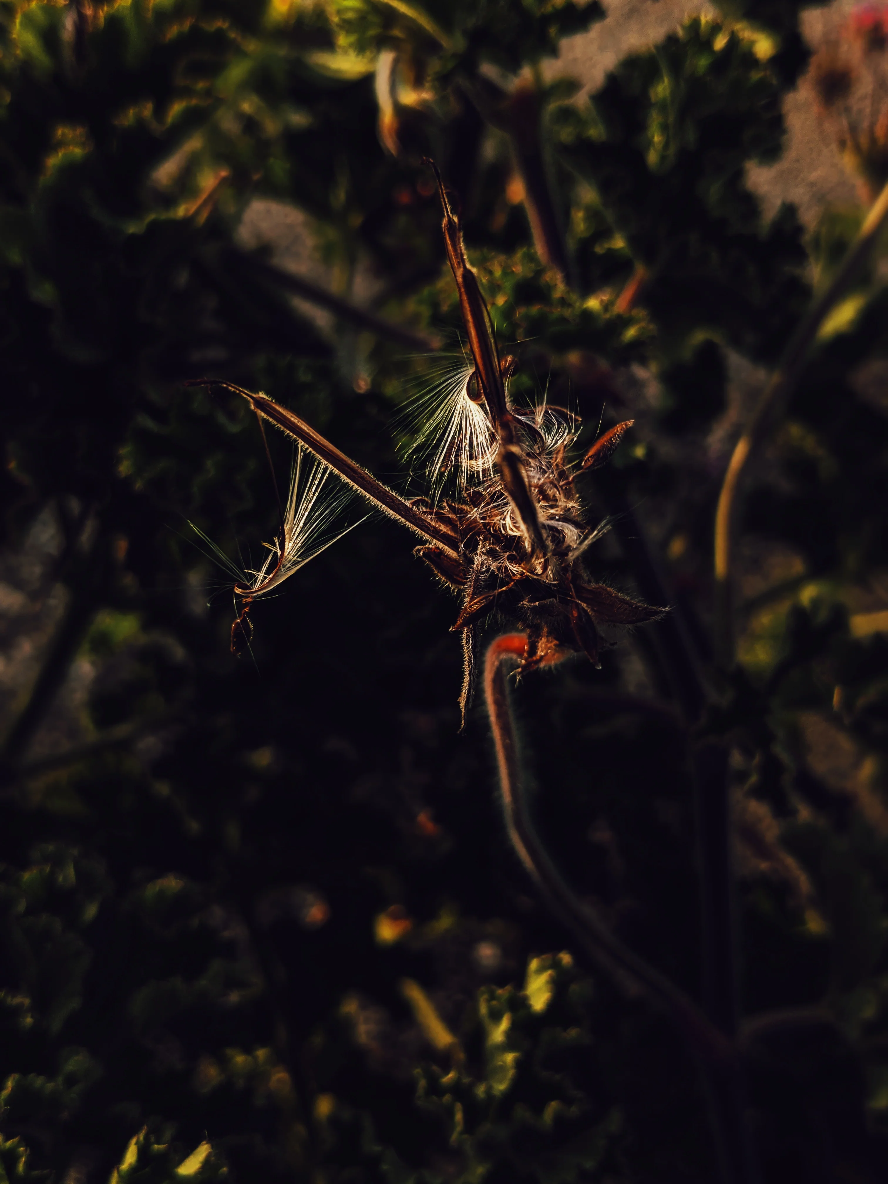Ends of the Earth. natural perfume. scented geranium soliflore. July 2020 - Image 3