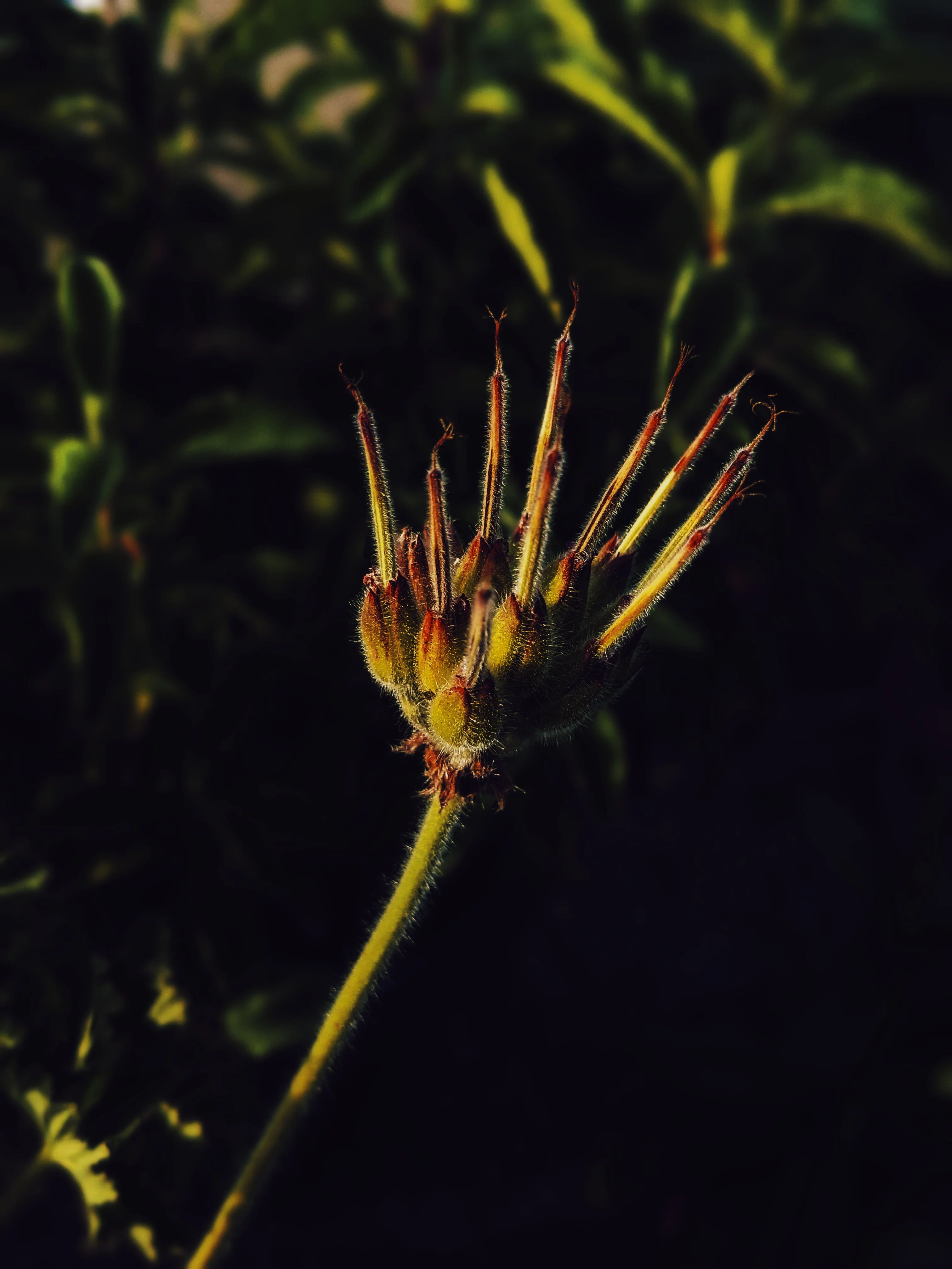 Ends of the Earth. natural perfume. scented geranium soliflore. July 2020 - Image 4