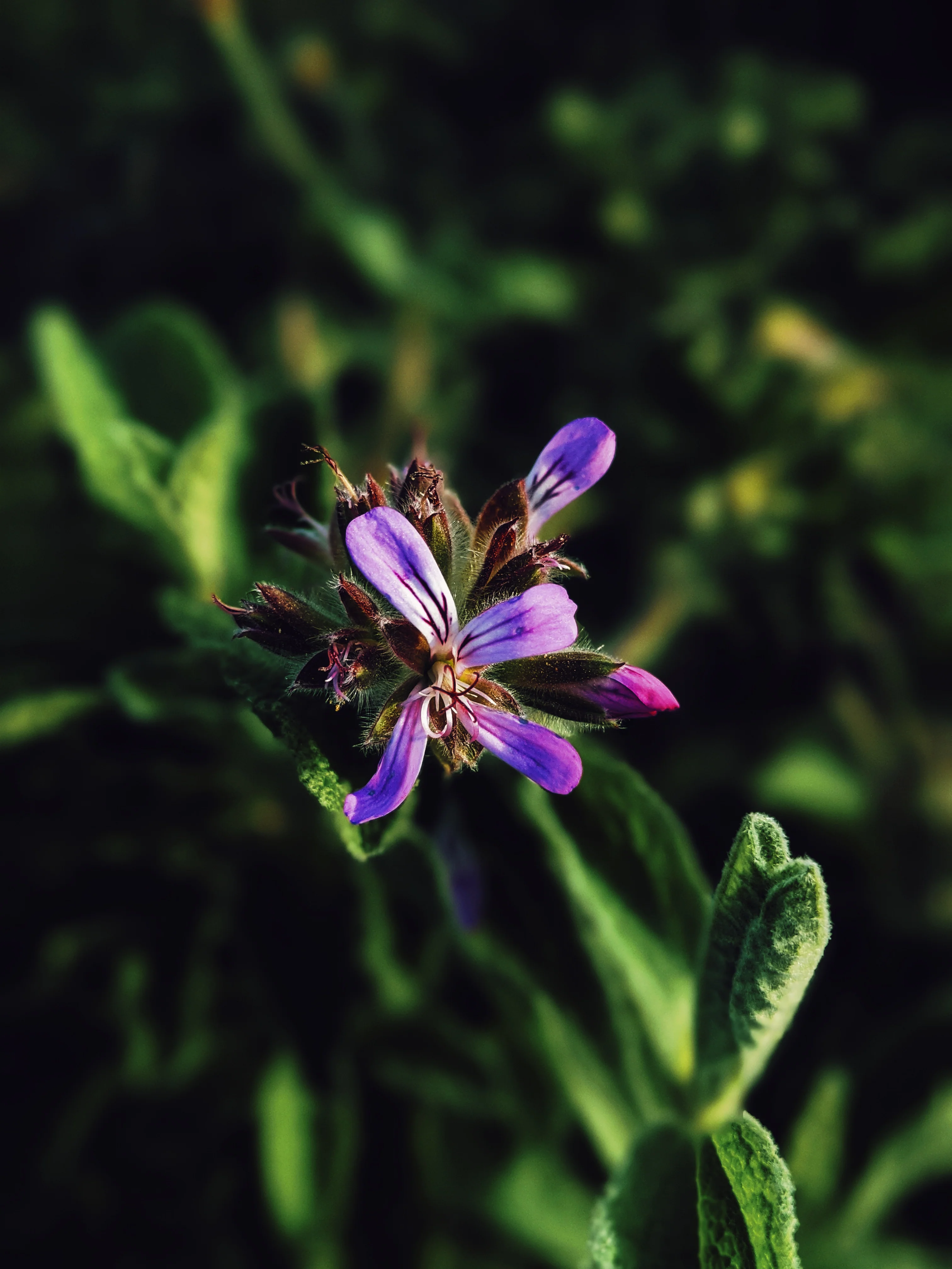 Ends of the Earth. natural perfume. scented geranium soliflore. July 2020 - Image 6