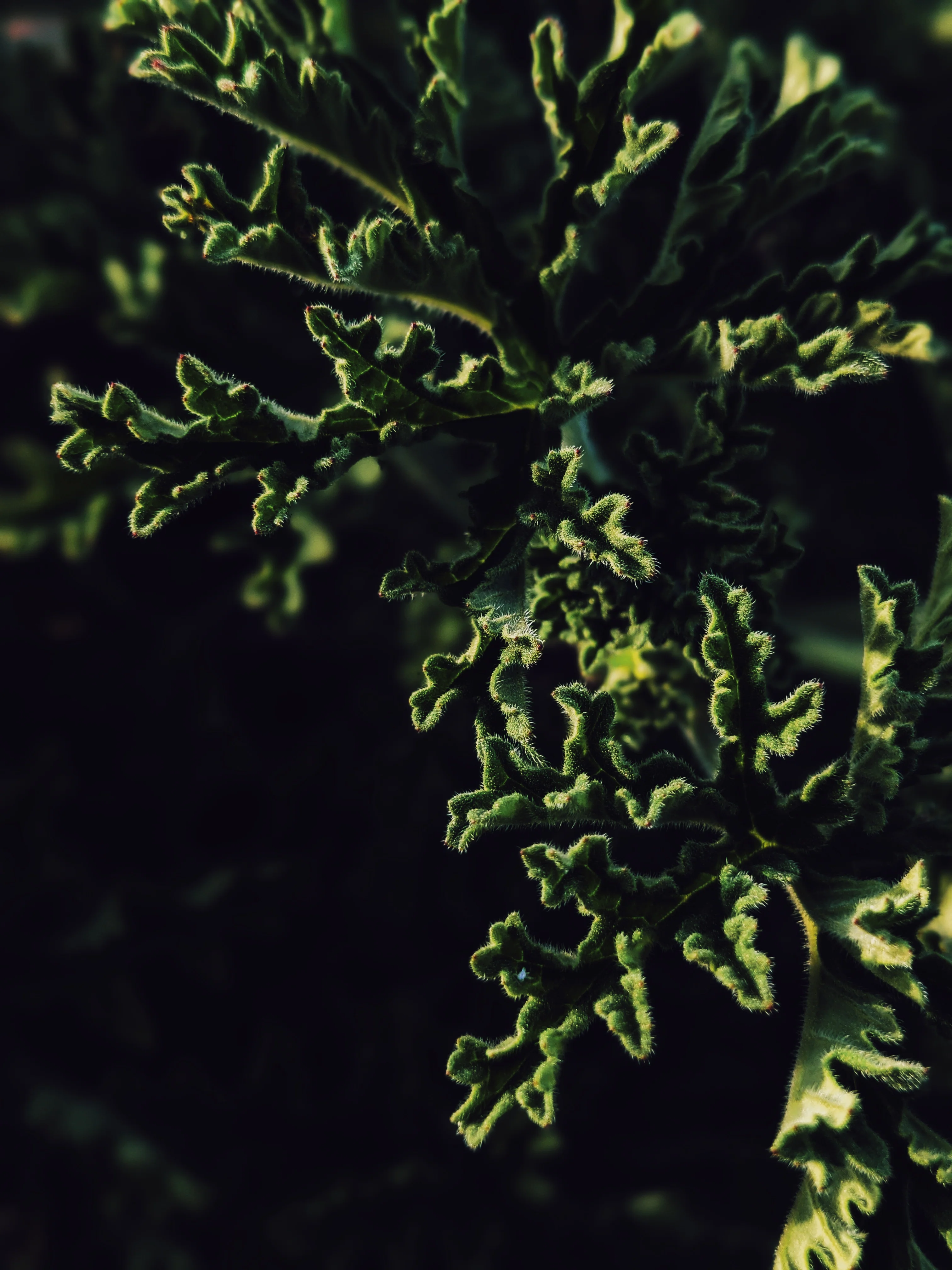 Ends of the Earth. natural perfume. scented geranium soliflore. July 2020 - Image 8