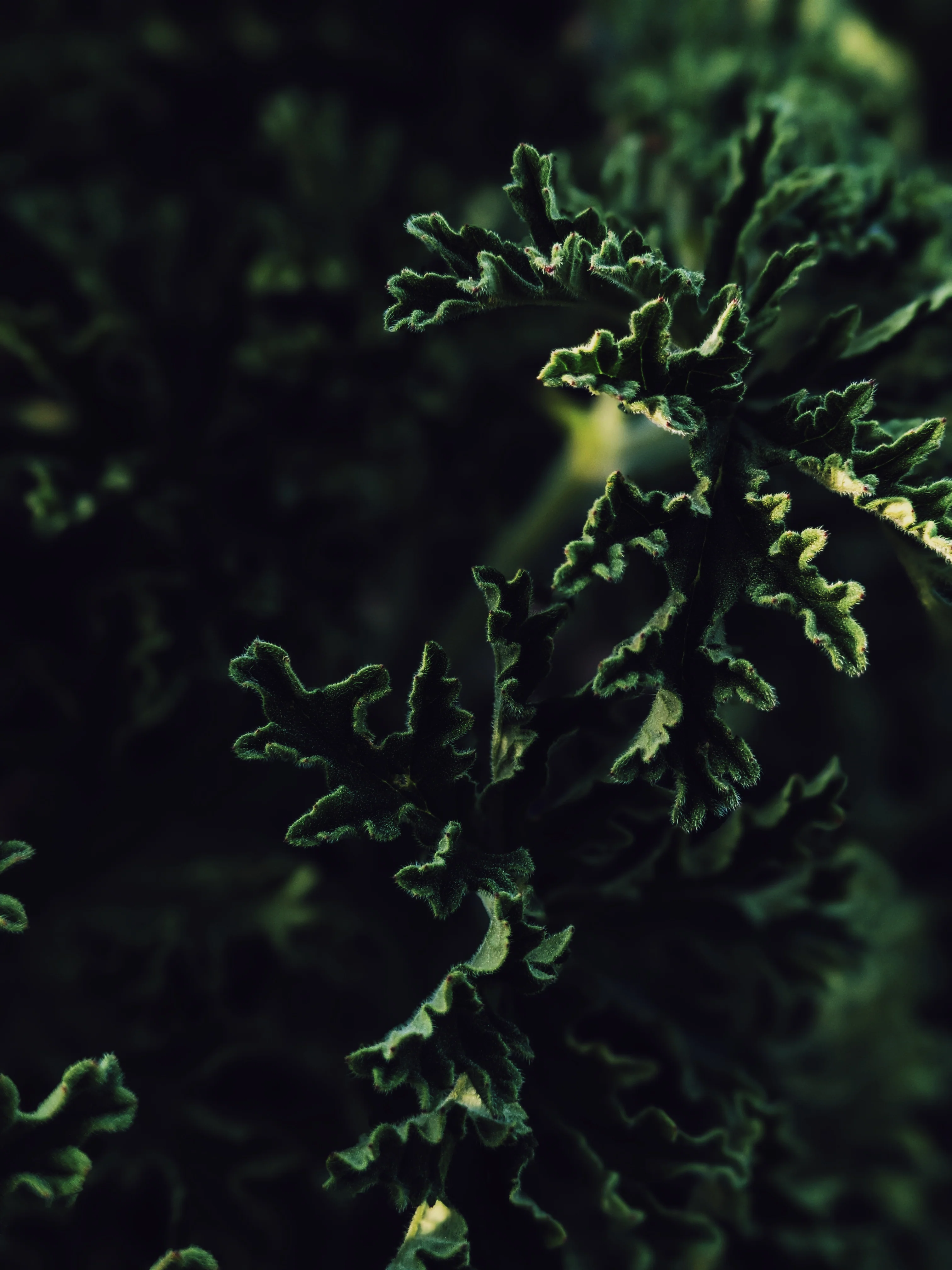 Ends of the Earth. natural perfume. scented geranium soliflore. July 2020 - Image 9