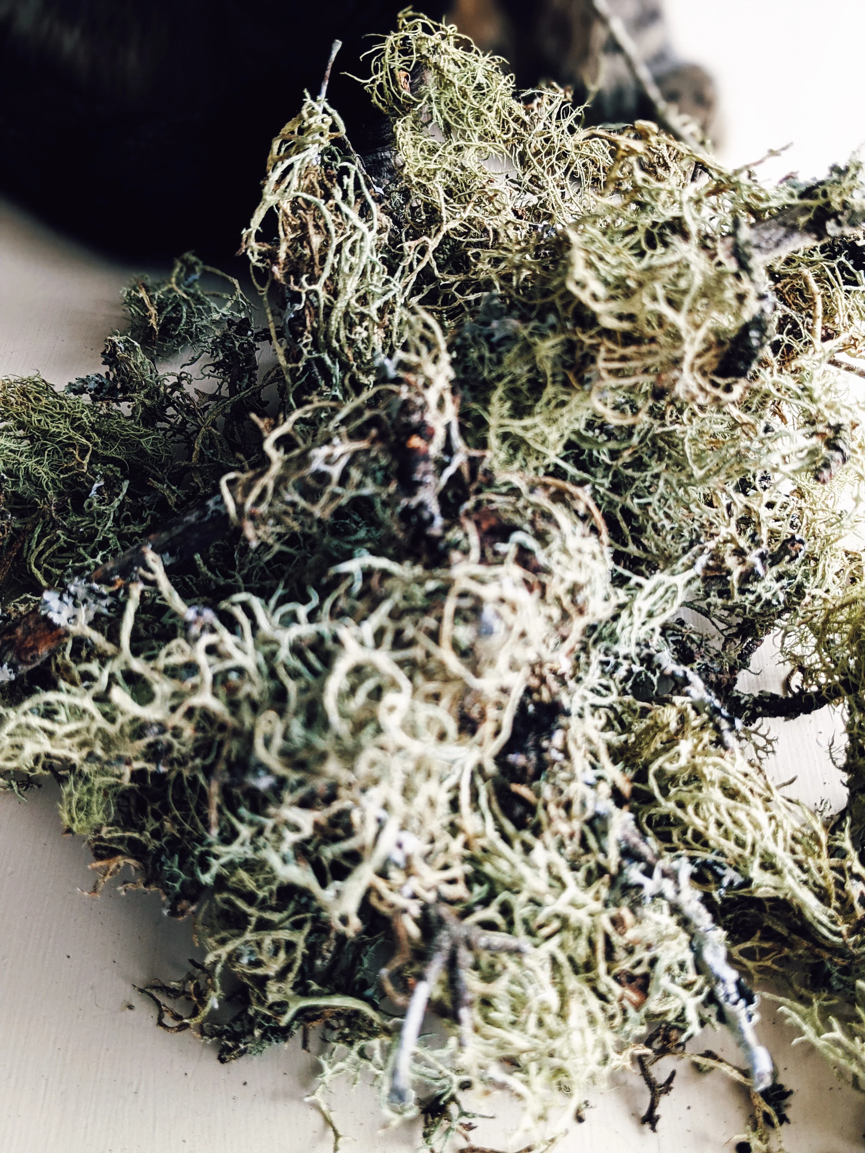 Everlasting. natural perfume. helichrysum and rose romance. moss, clary sage, palo santo. March 2023 - Image 13