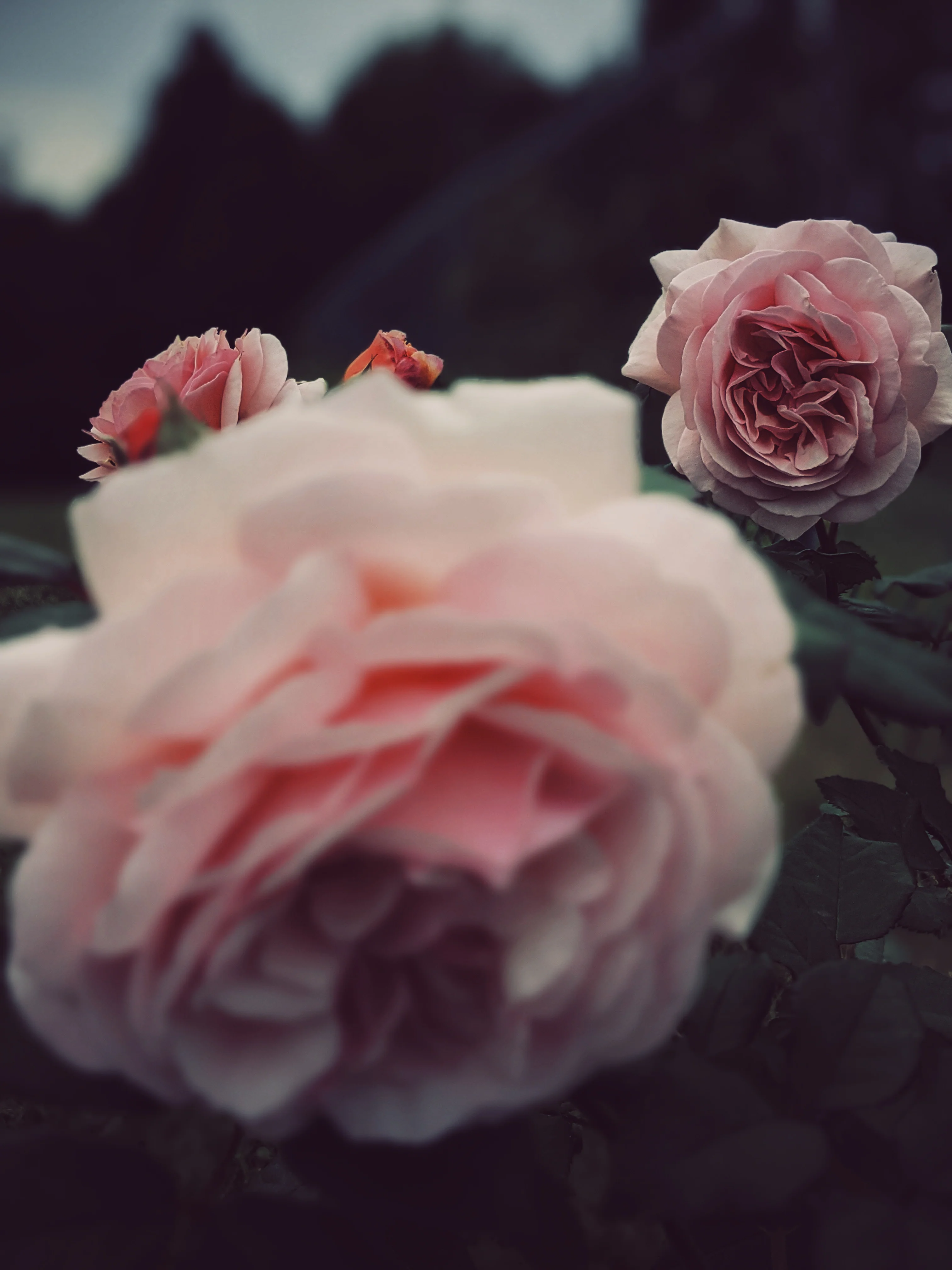 Everlasting. natural perfume. helichrysum and rose romance. moss, clary sage, palo santo. March 2023 - Image 3