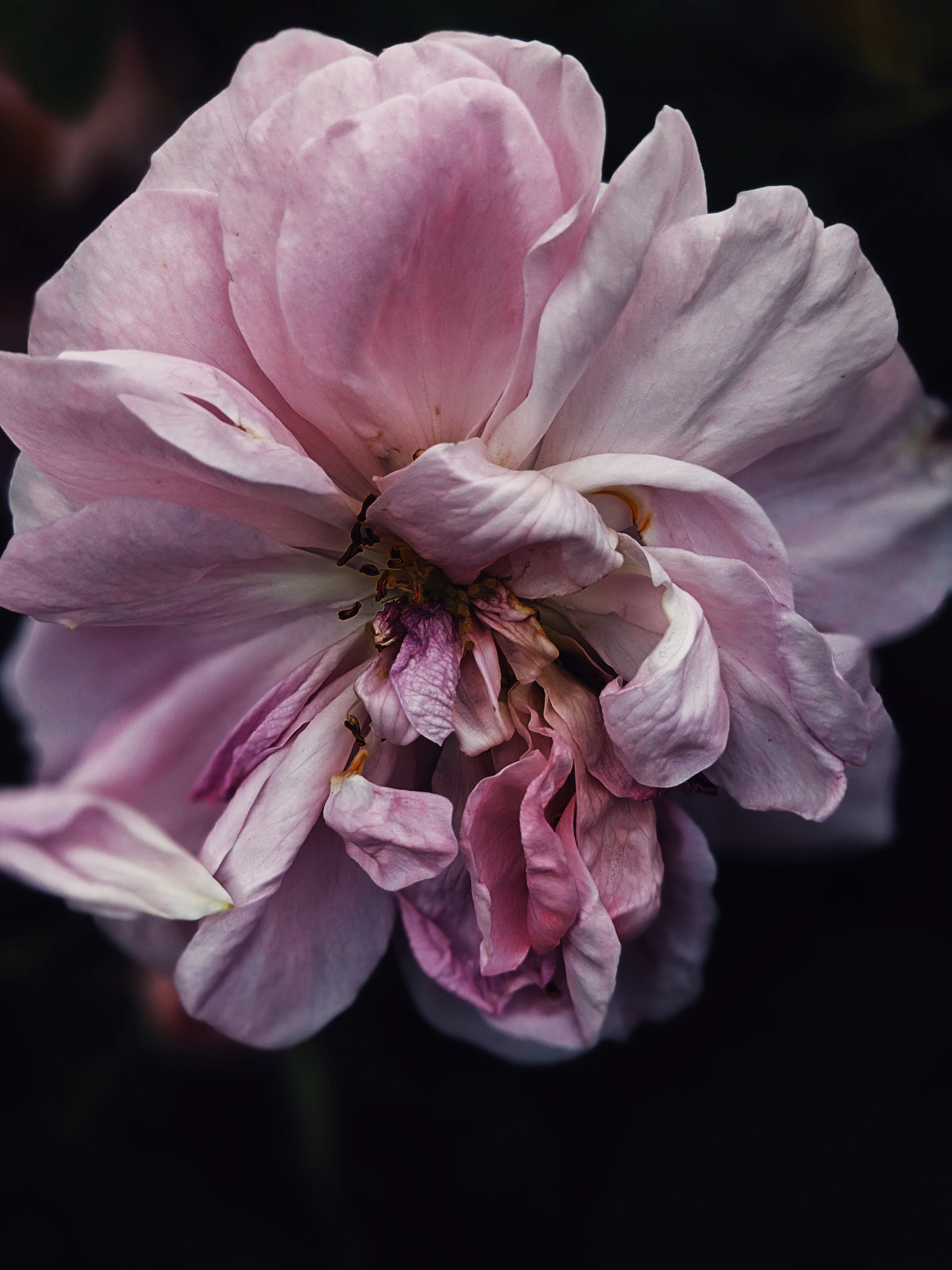 Everlasting. natural perfume. helichrysum and rose romance. moss, clary sage, palo santo. March 2023 - Image 6