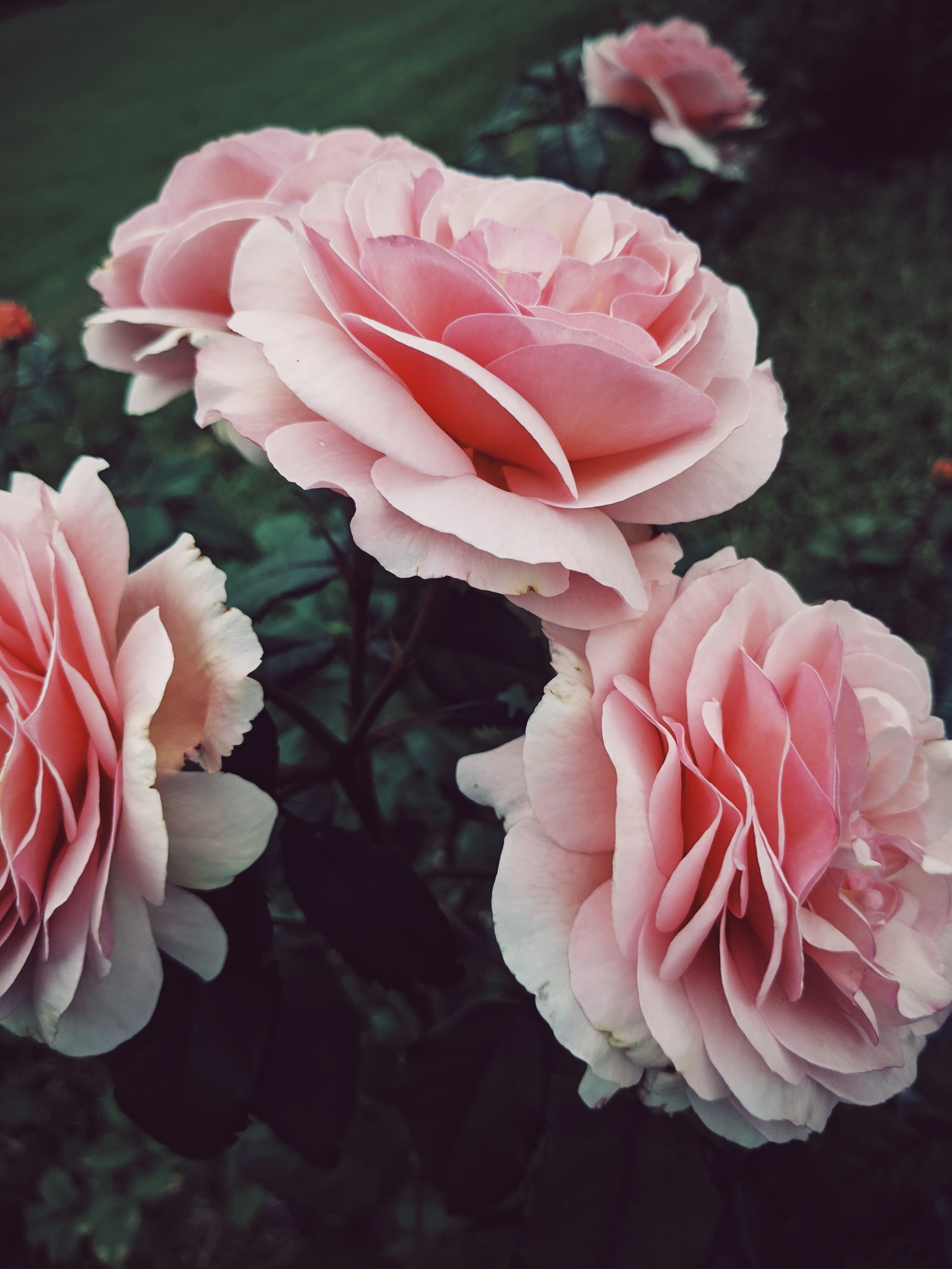 Everlasting. natural perfume. helichrysum and rose romance. moss, clary sage, palo santo. March 2023 - Image 7