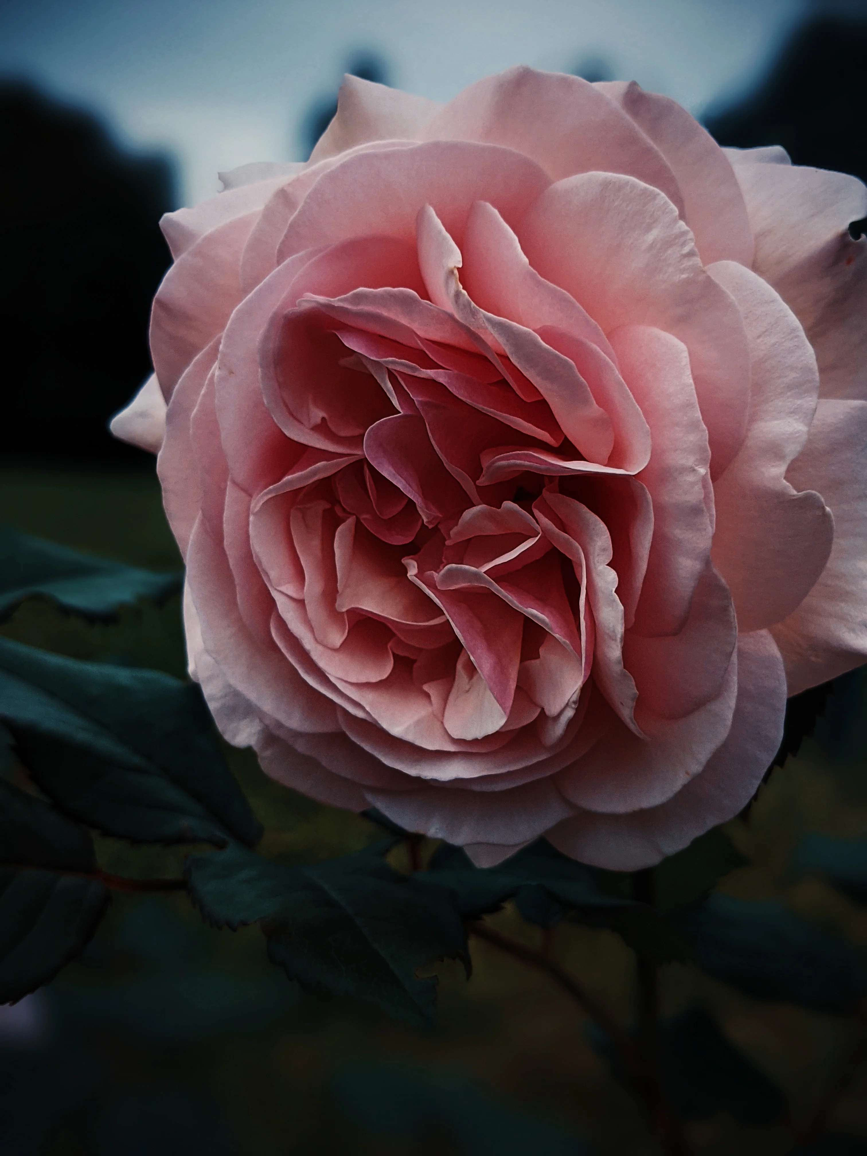 Everlasting. natural perfume. helichrysum and rose romance. moss, clary sage, palo santo. March 2023 - Image 9