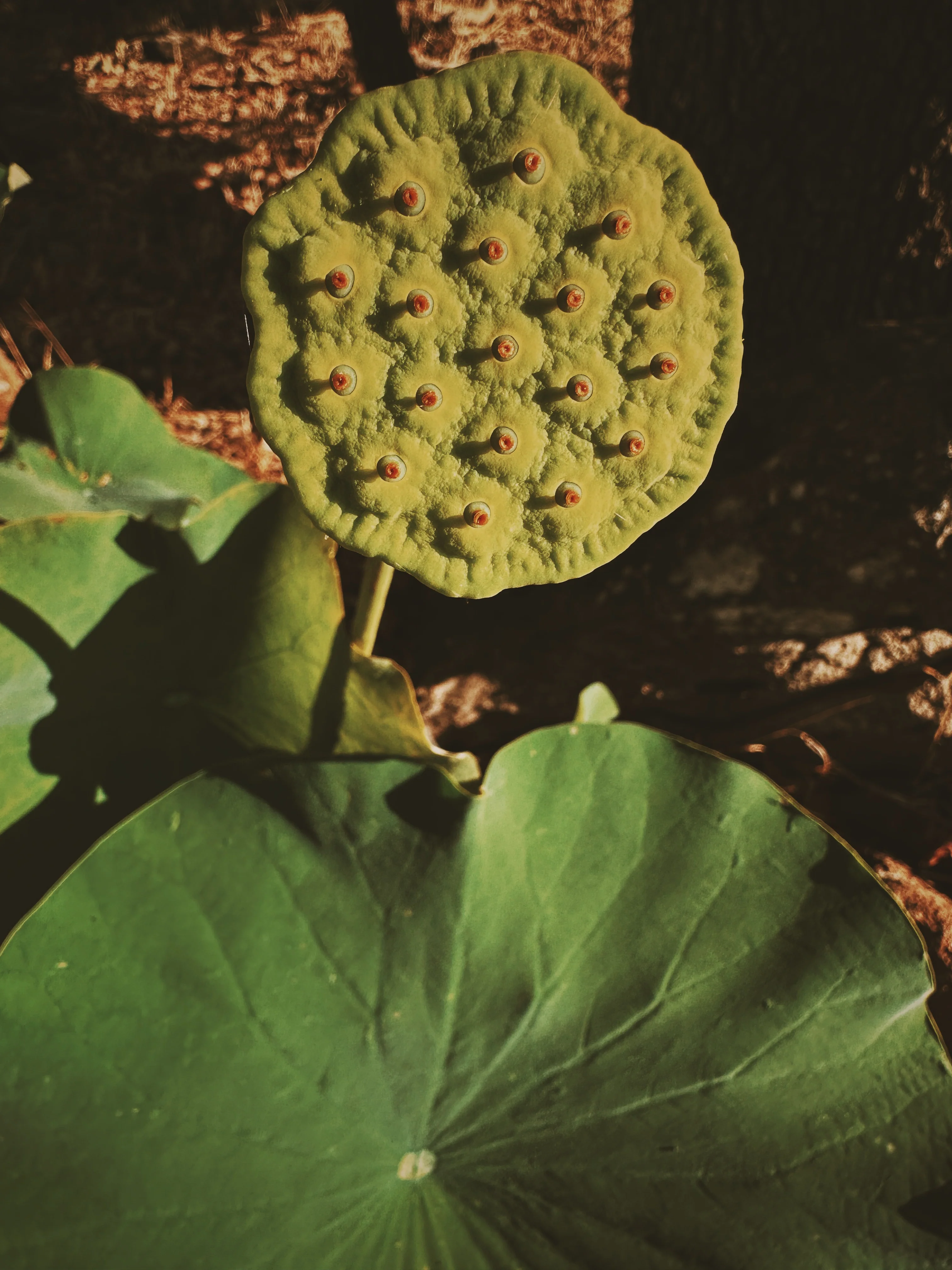 Flower Eater. natural perfume. prickly pear honey, henna, orange blossom, white lotus. June 2025 - Image 13