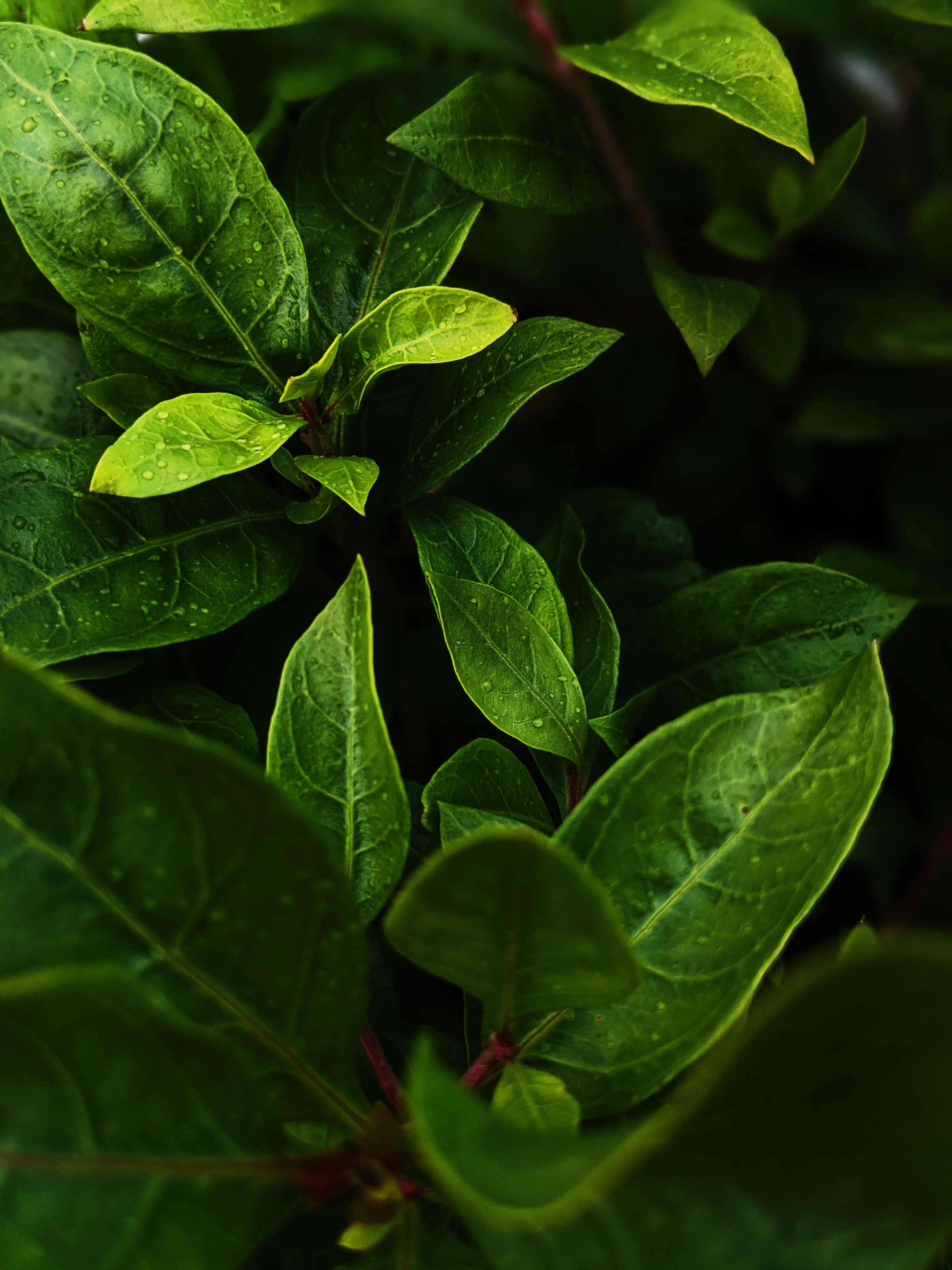 Flower Eater. natural perfume. prickly pear honey, henna, orange blossom, white lotus. June 2025 - Image 3