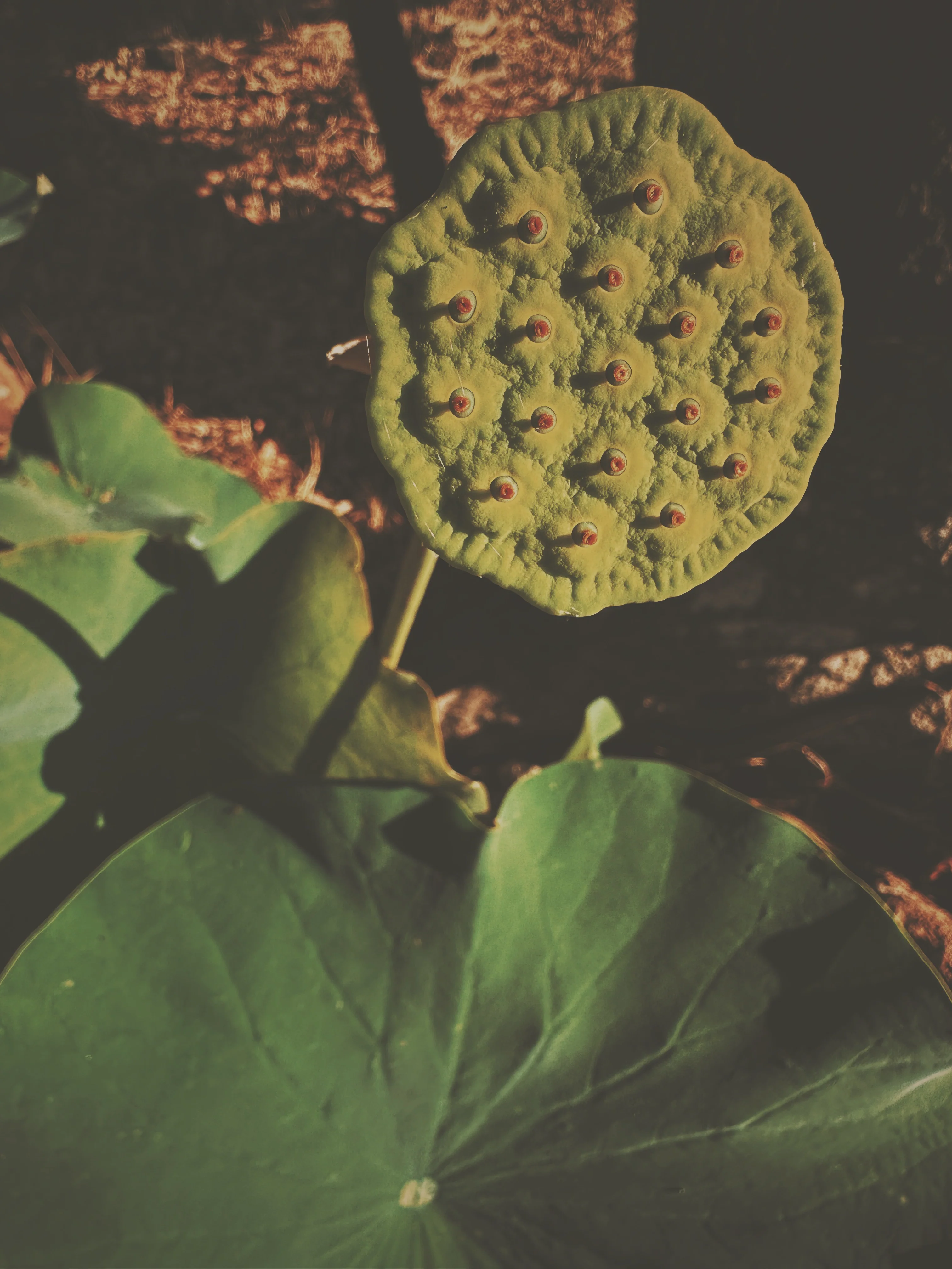 Flower Eater. natural perfume. prickly pear honey, henna, orange blossom, white lotus. June 2025 - Image 5