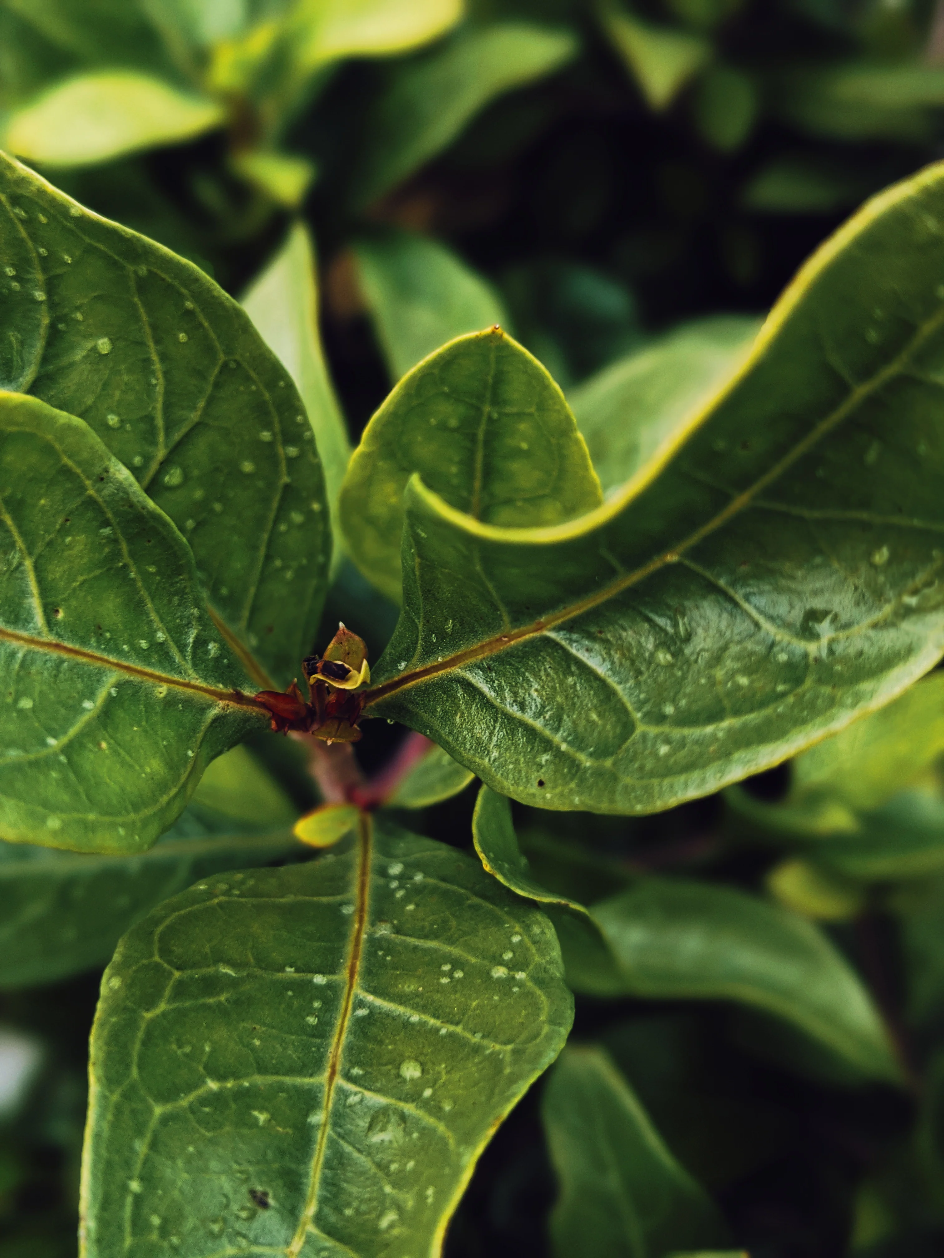 Flower Eater. natural perfume. prickly pear honey, henna, orange blossom, white lotus. June 2025 - Image 9