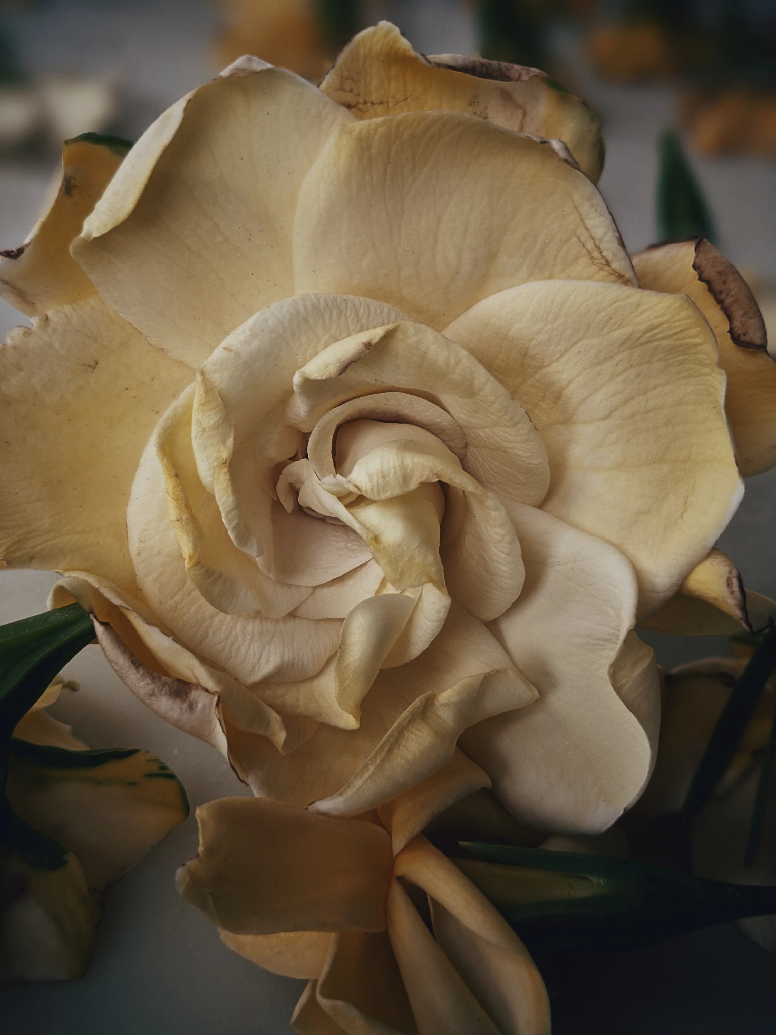 Gandhraj (May 2019). Aged Gardenia jasminoides Enfleurage Extrait. Organic gardenia perfume. Biodynamic - Image 3