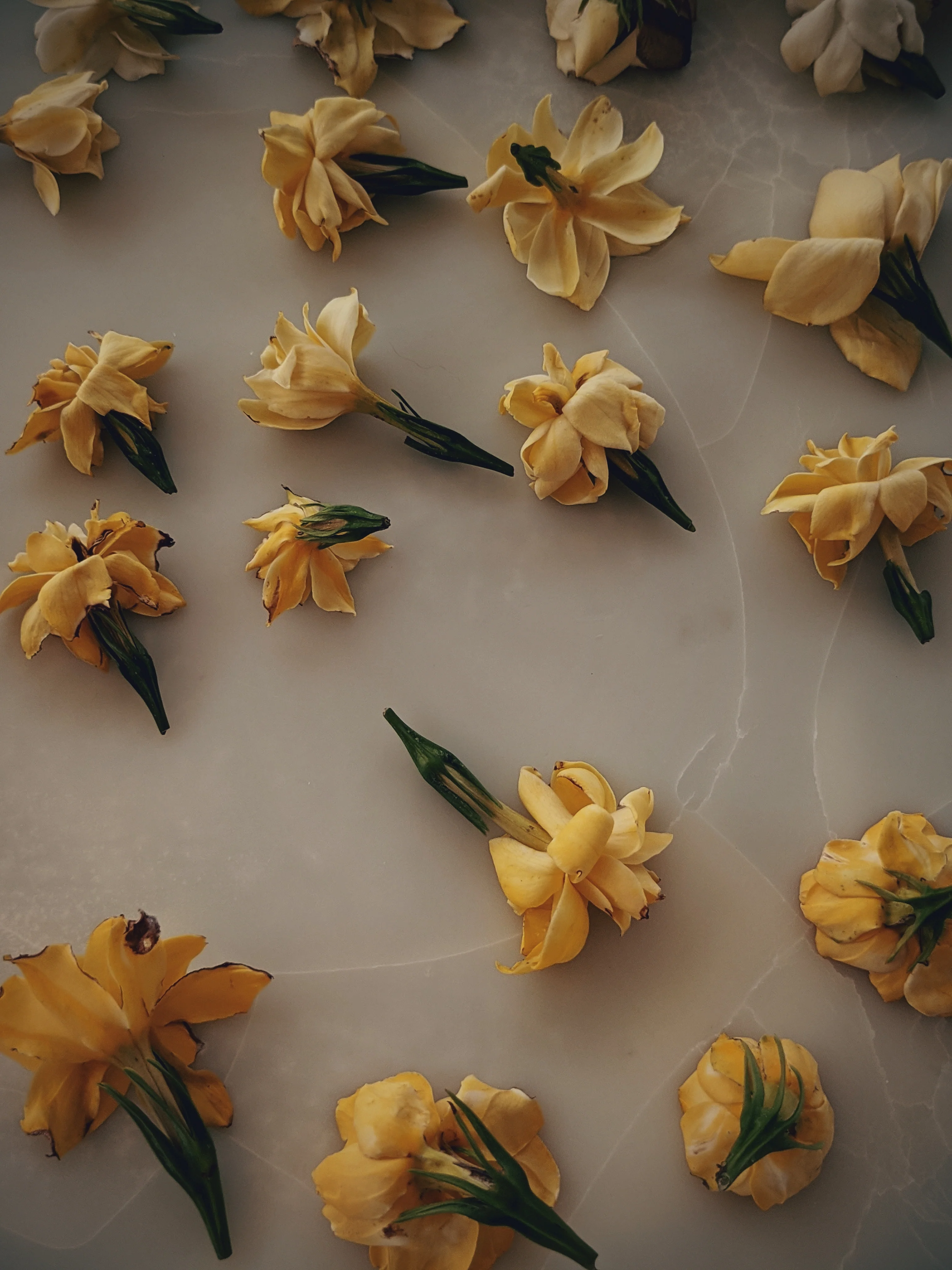 Gandhraj (May 2019). Aged Gardenia jasminoides Enfleurage Extrait. Organic gardenia perfume. Biodynamic - Image 4