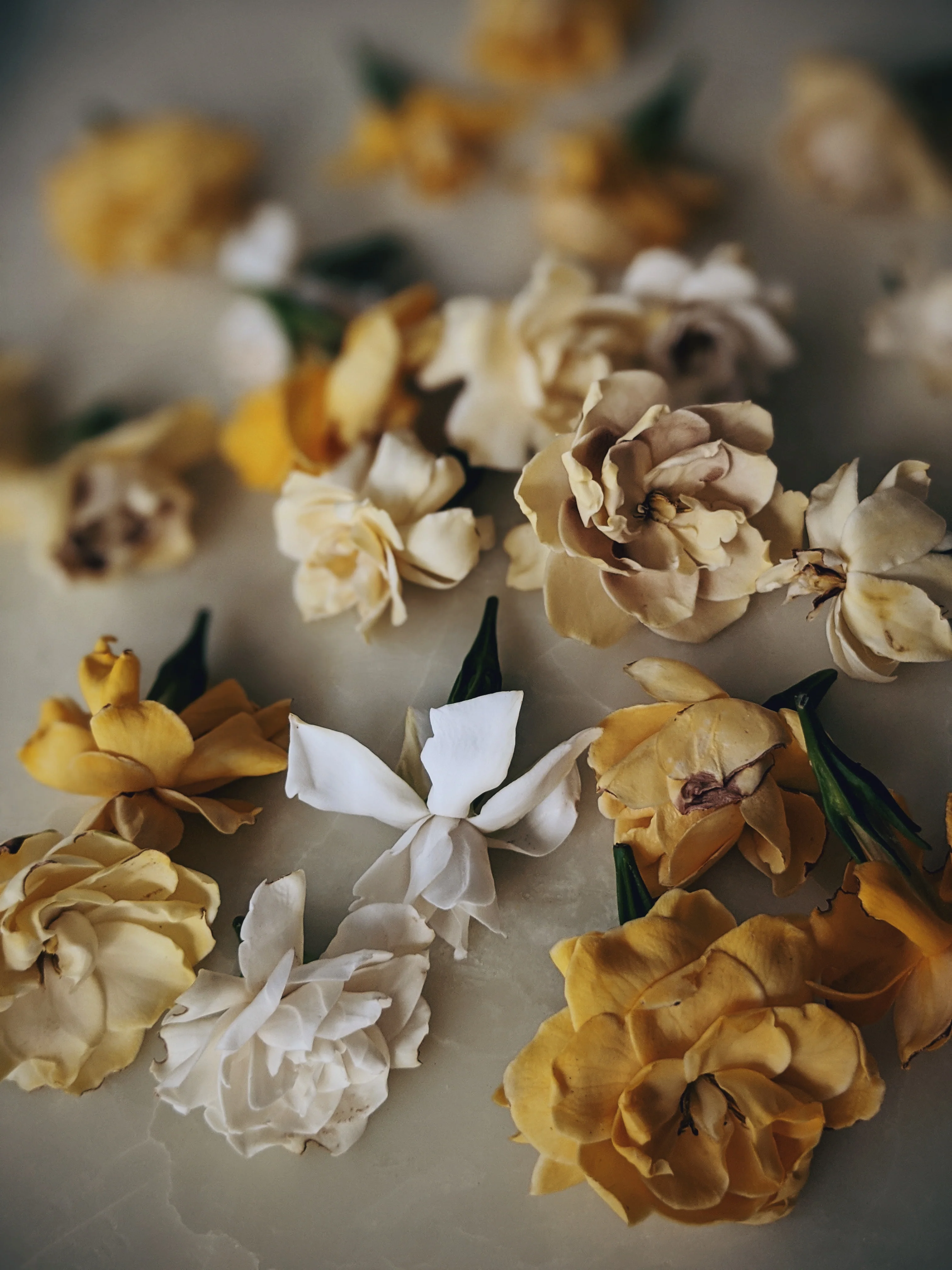 Gandhraj (May 2019). Aged Gardenia jasminoides Enfleurage Extrait. Organic gardenia perfume. Biodynamic - Image 5