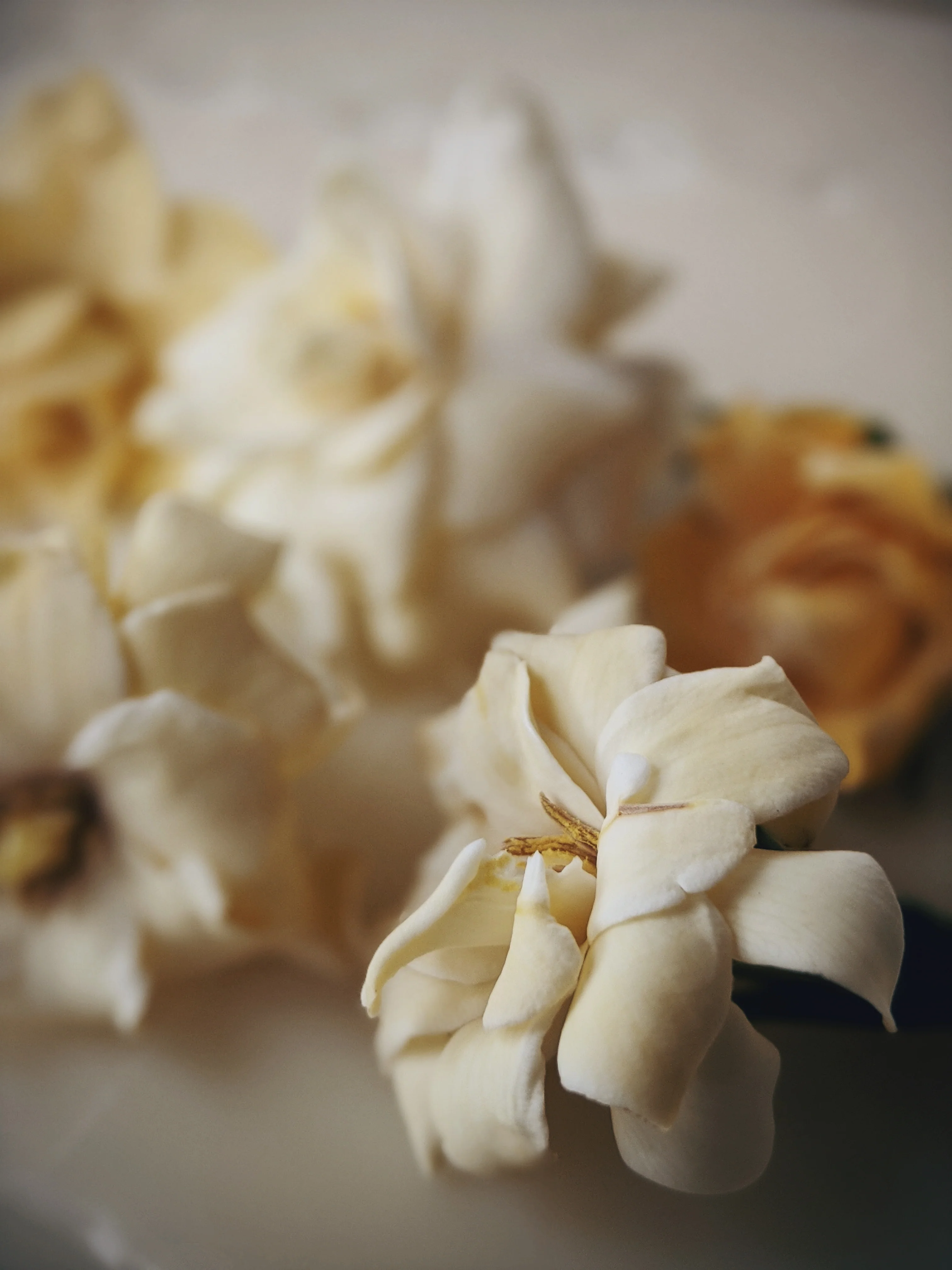 Gandhraj (May 2019). Aged Gardenia jasminoides Enfleurage Extrait. Organic gardenia perfume. Biodynamic - Image 6