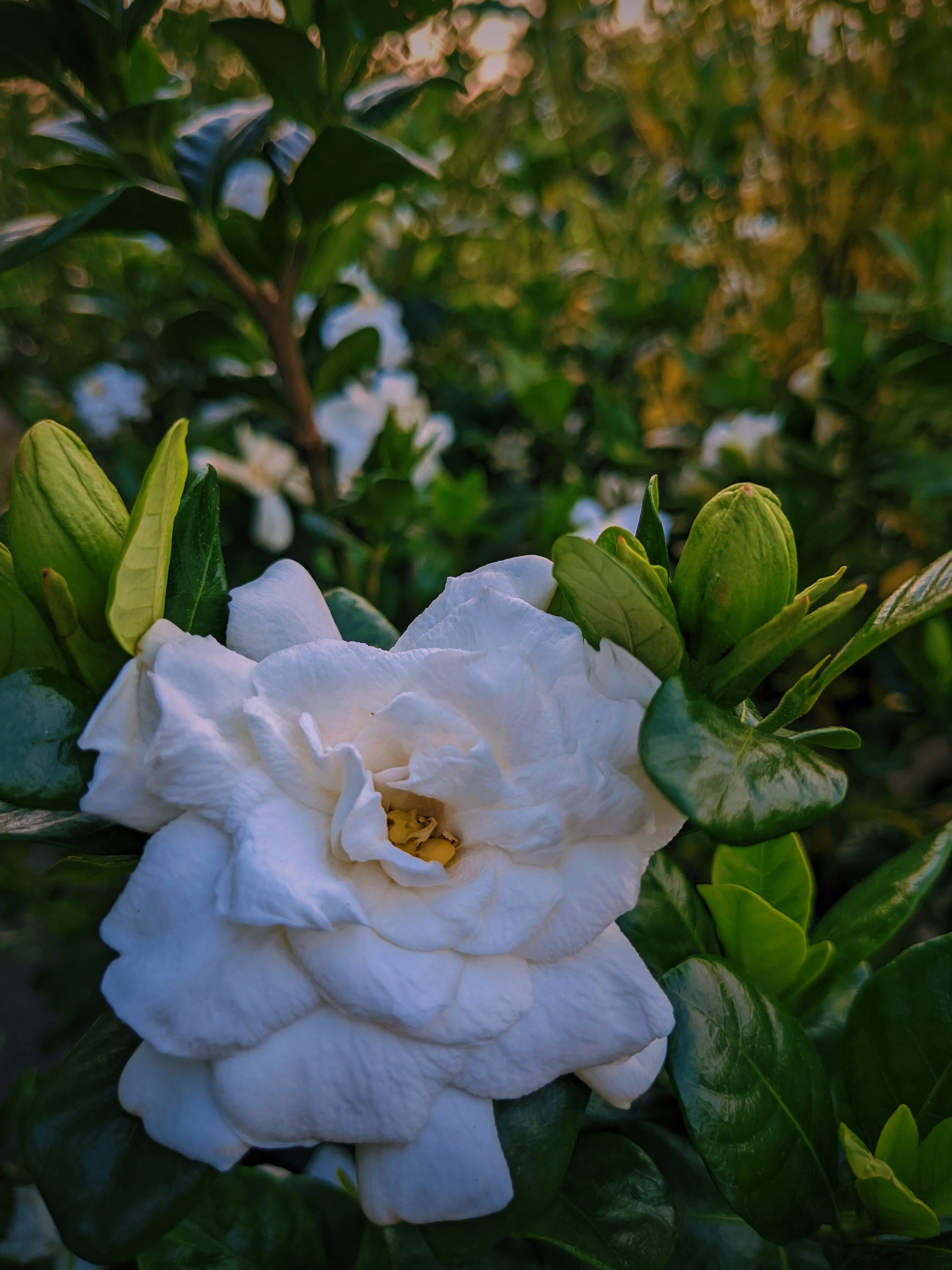 Gardenia, Saffron and Hunza Raisin Enfleurage. - Image 3