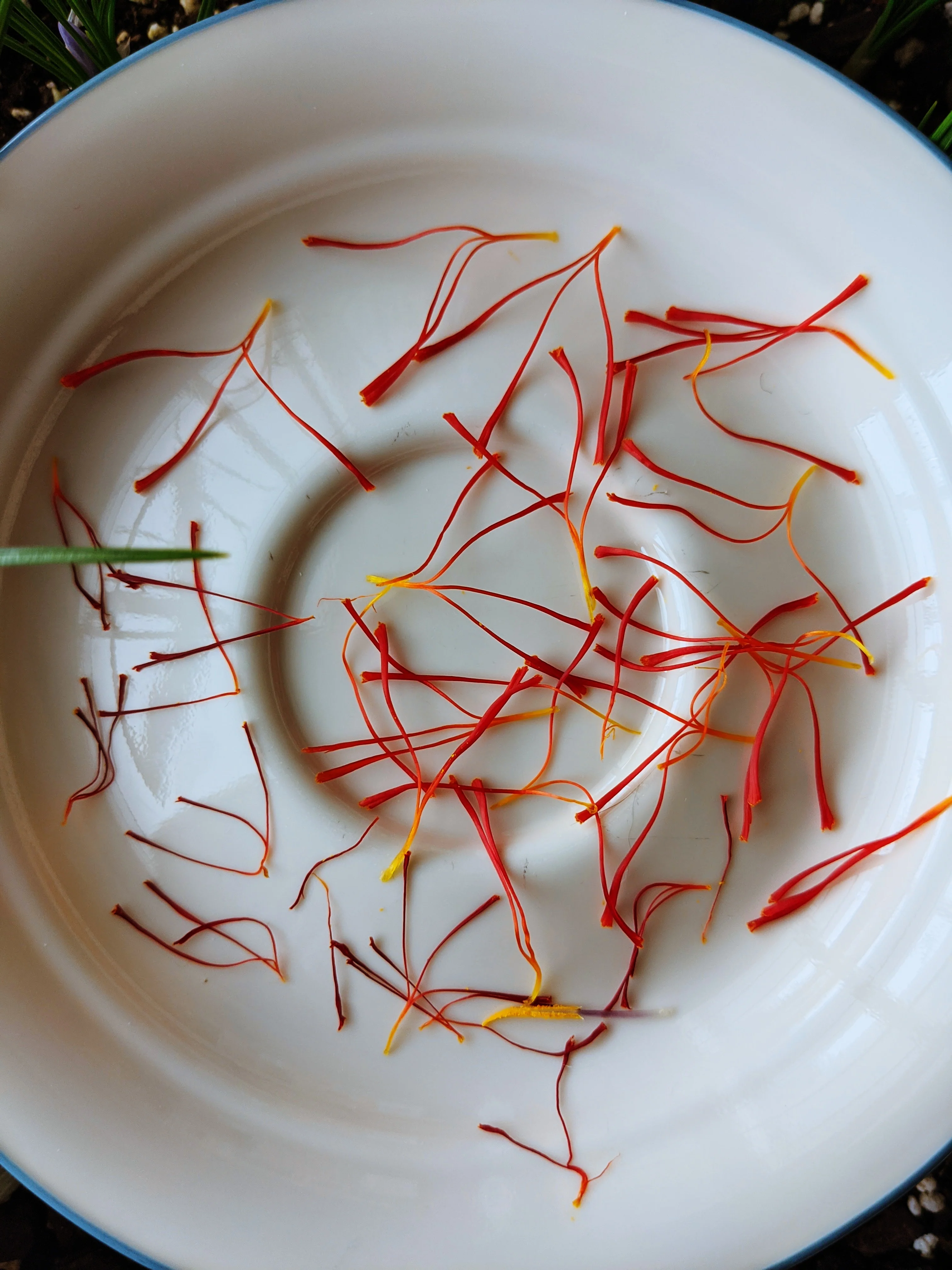 Gardenia, Saffron and Hunza Raisin Enfleurage. - Image 4