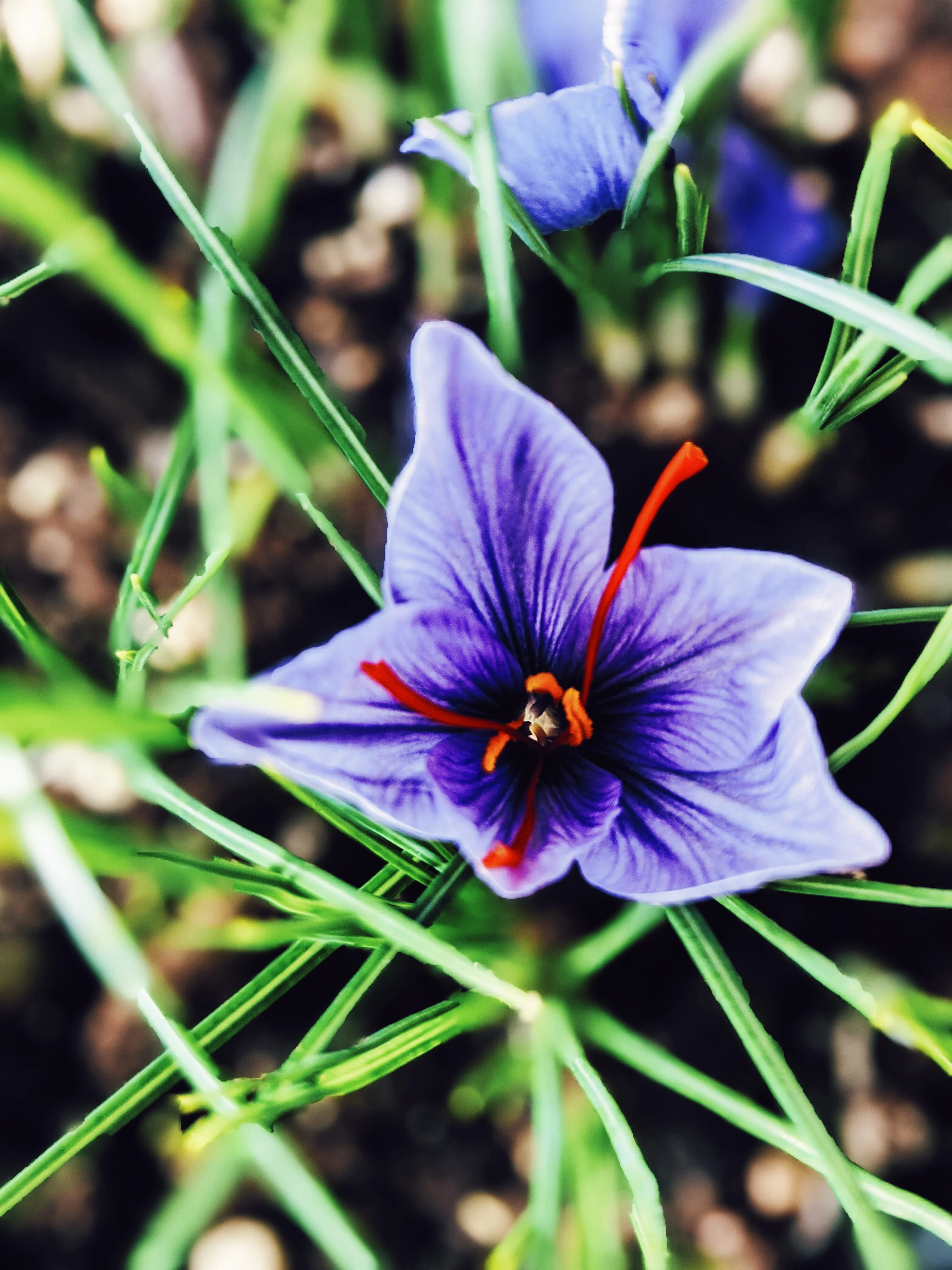 Gardenia, Saffron and Hunza Raisin Enfleurage. - Image 7