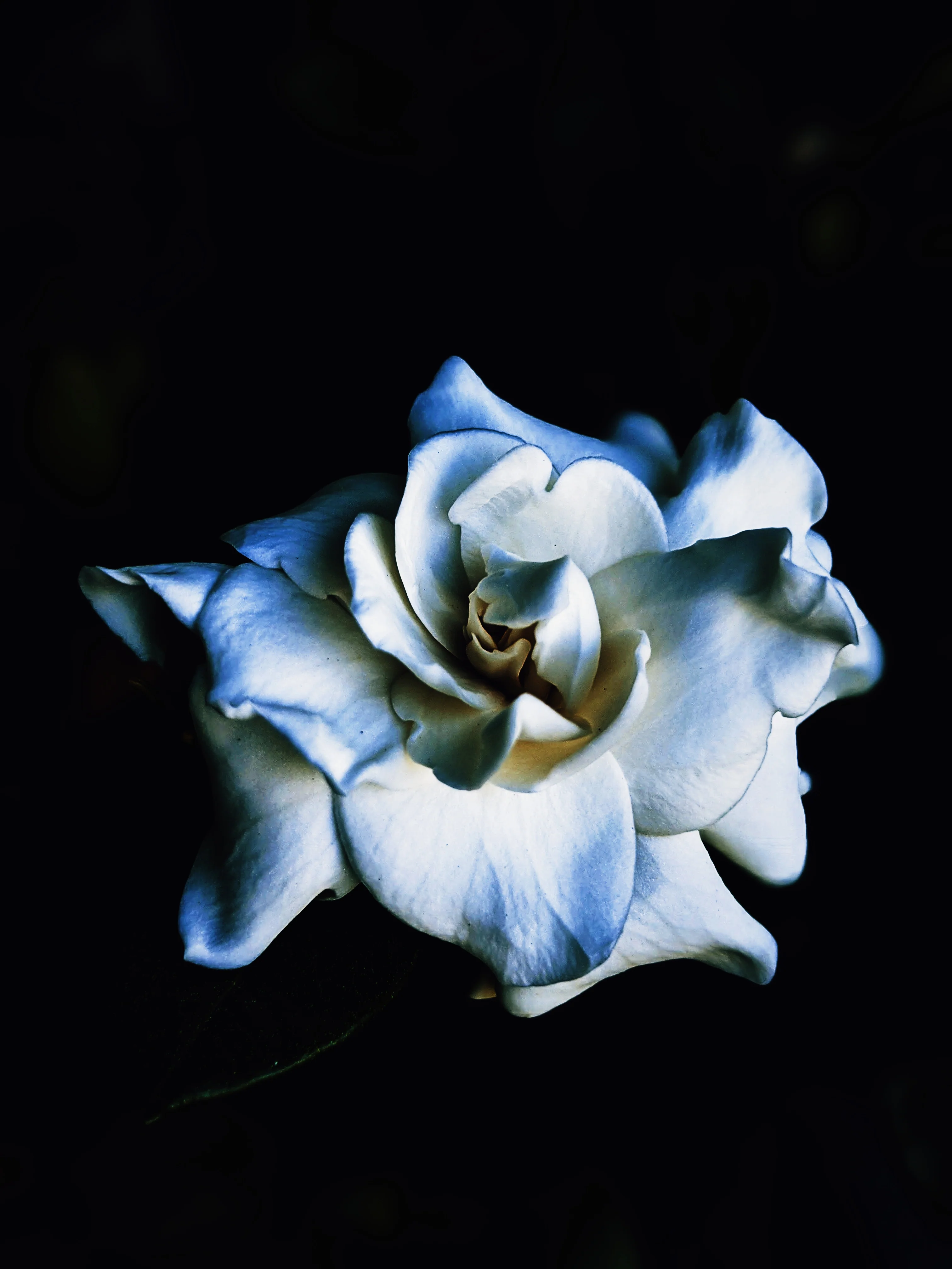 Gardenia, Saffron and Hunza Raisin Enfleurage. - Image 8