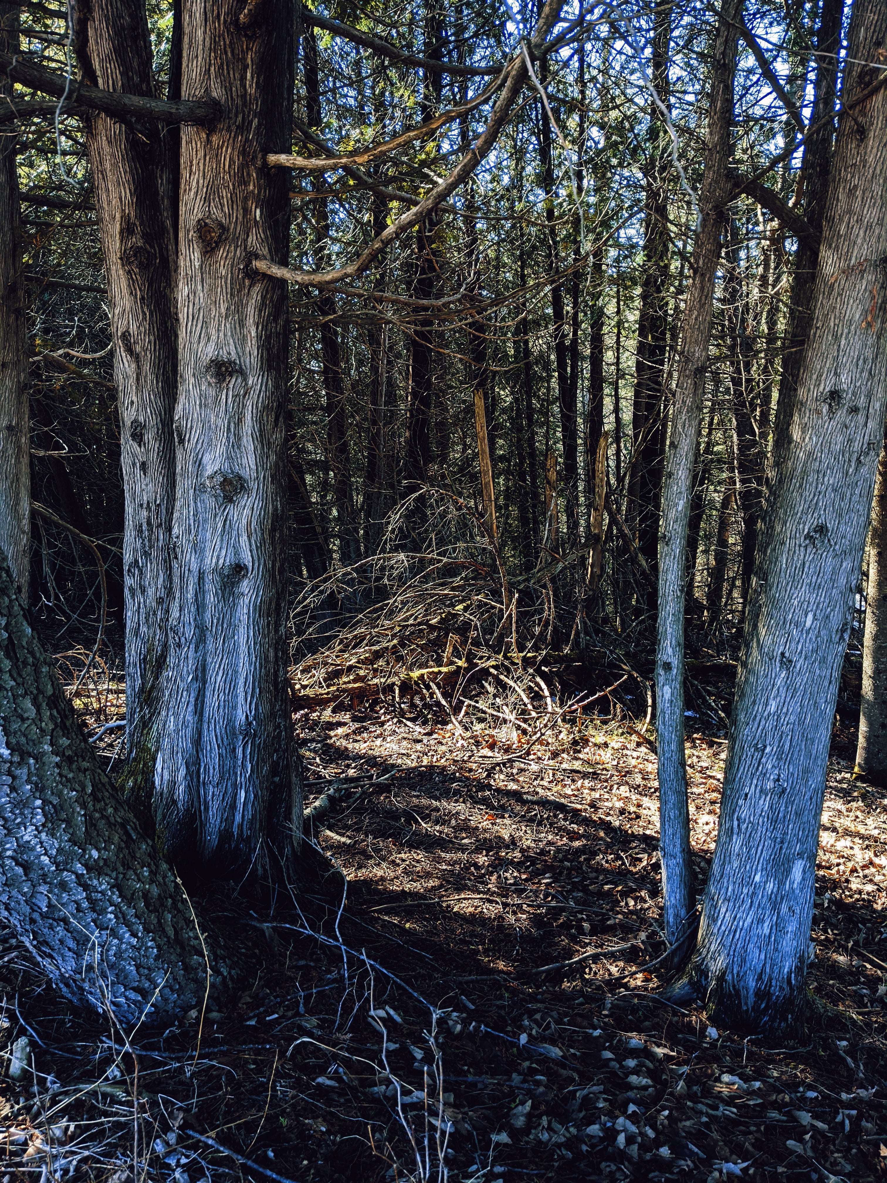 Ghost incense. Perfumer-grown cured herbs and woods. Dominican sage, northern white cedar, scented geranium, patchouli. - Image 3
