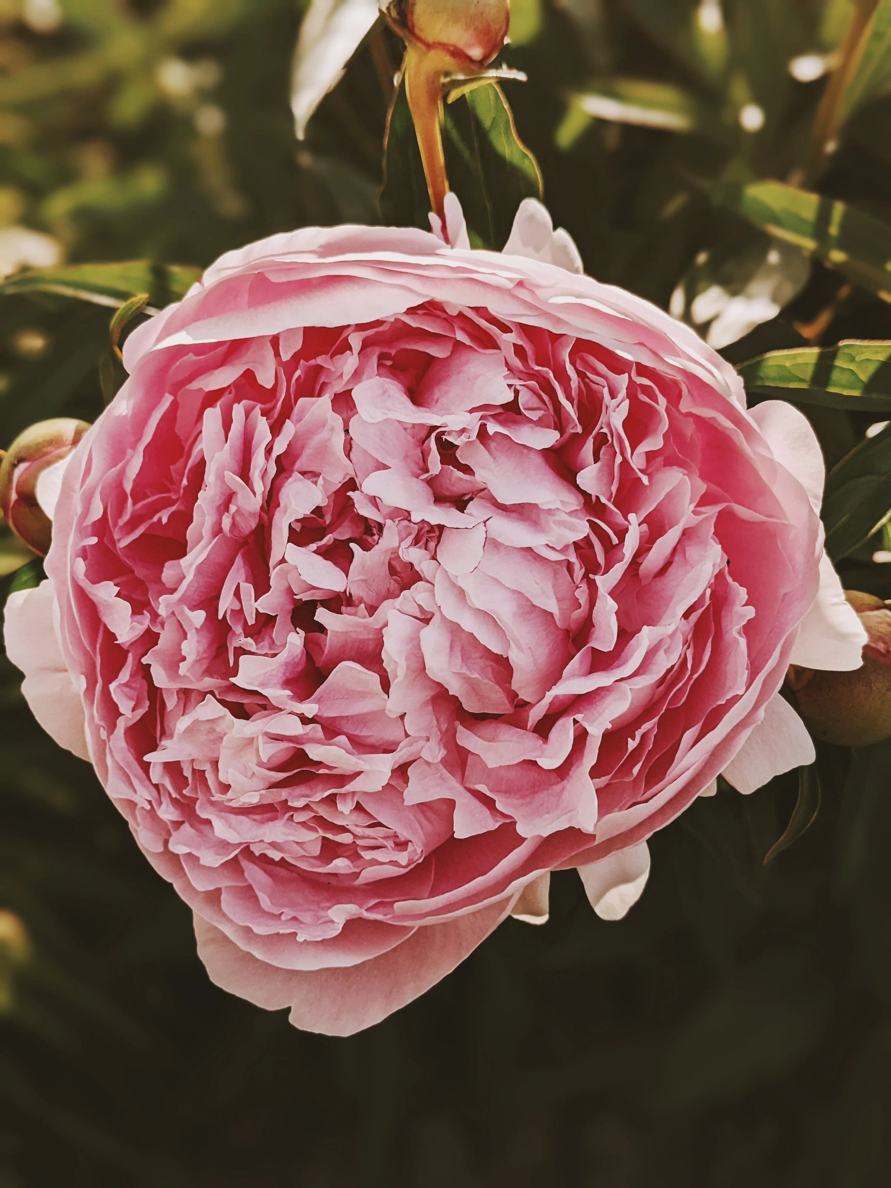 Goddess Sampler of Natural Perfumes. 10 Wild Veil fragrances. Gift set for her. - Image 3