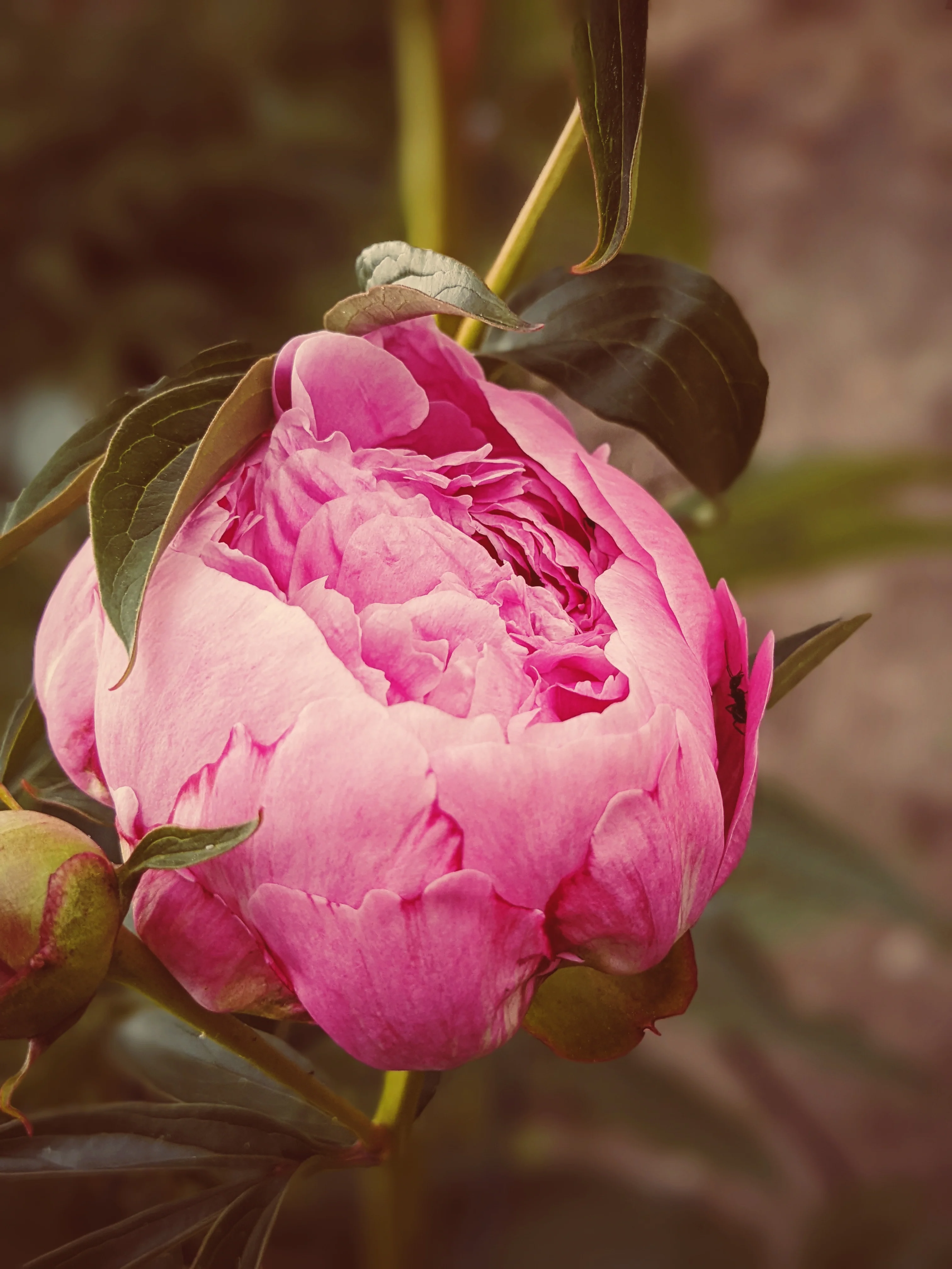 Goddess Sampler of Natural Perfumes. 10 Wild Veil fragrances. Gift set for her. - Image 4